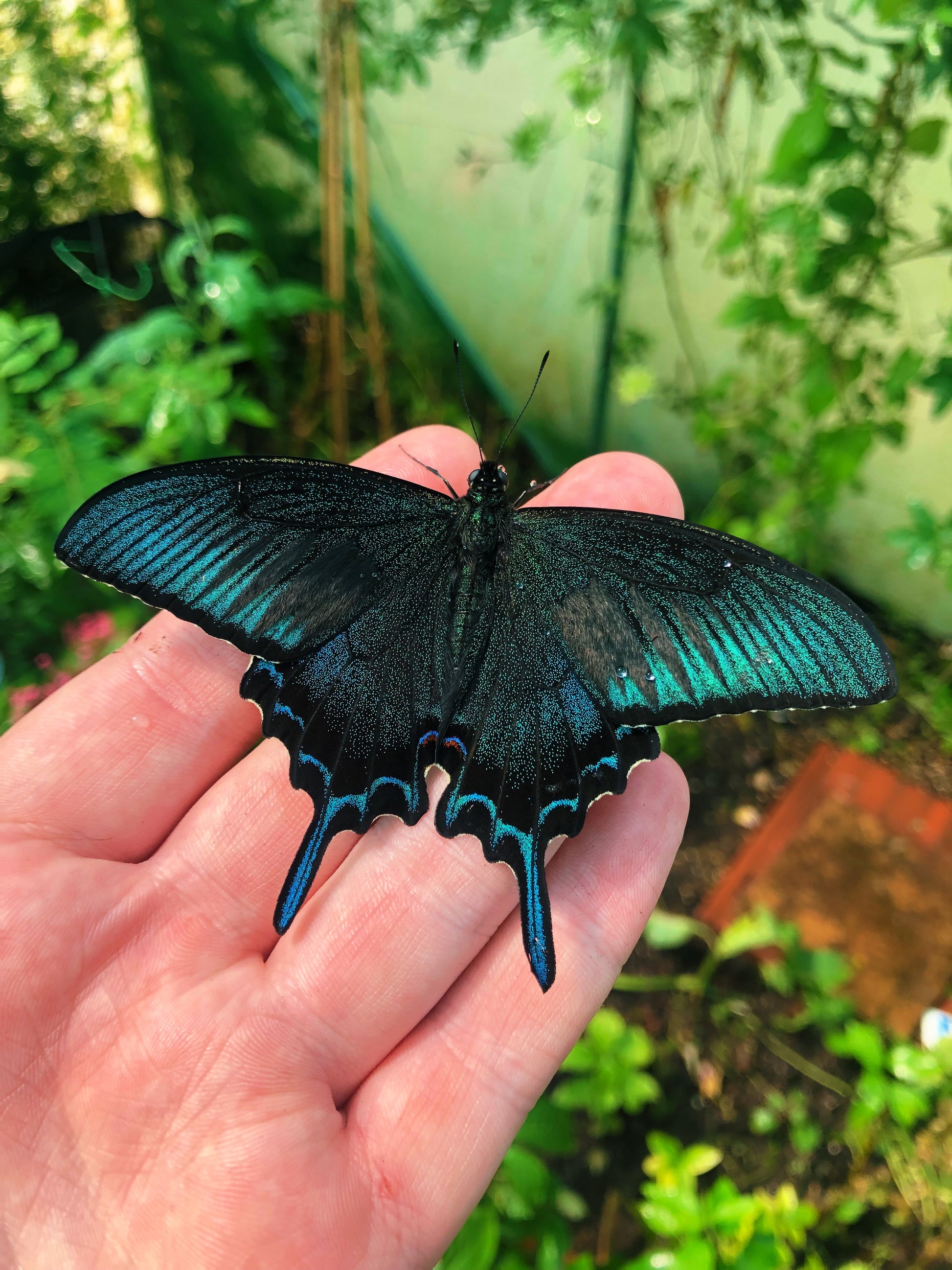 Live butterflies and moths for sale online UK. Order eggs, caterpillars, pupae, and cocoons. Watch the lifecycle unfold with insects to rear at home!