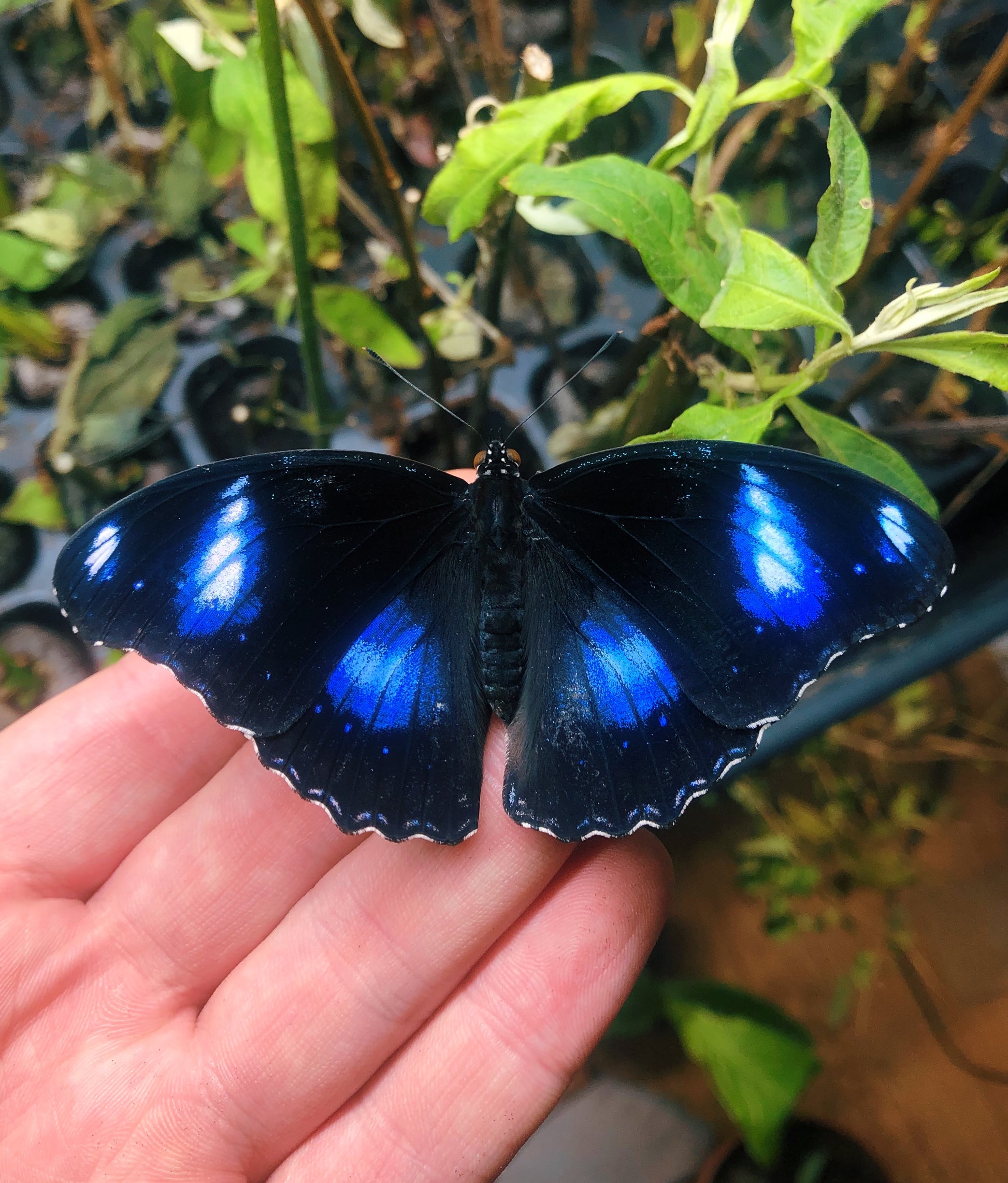 Live butterflies and moths for sale online UK. Order eggs, caterpillars, pupae, and cocoons. Watch the lifecycle unfold with insects to rear at home!