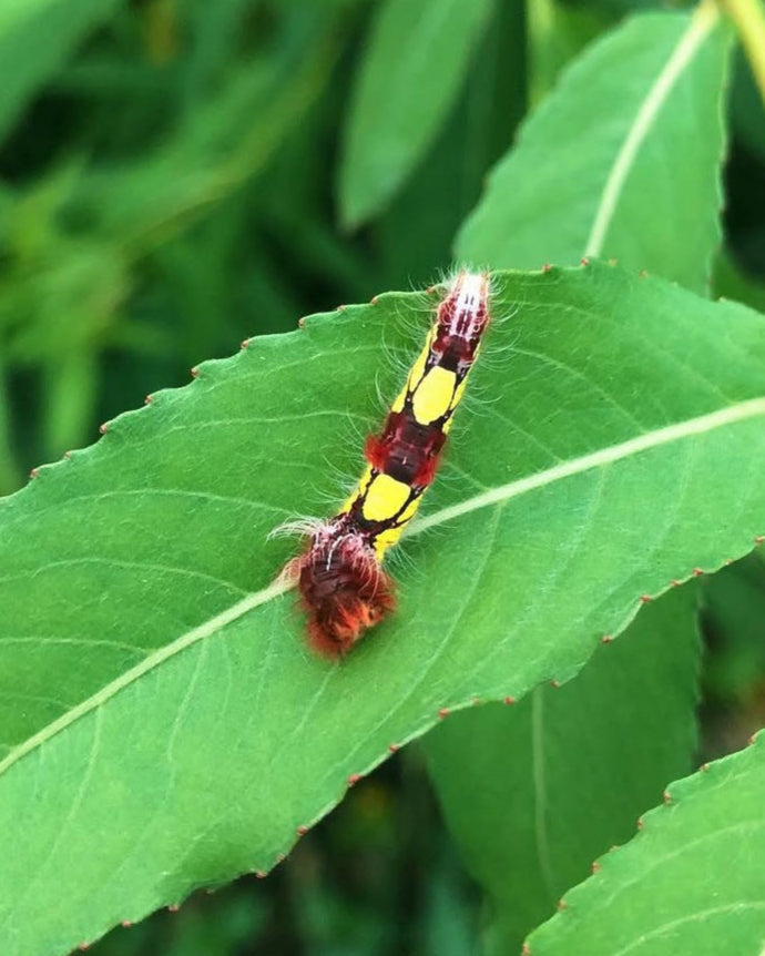 Live butterflies and moths for sale online UK. Order eggs, caterpillars, pupae, and cocoons. Watch the lifecycle unfold with insects to rear at home!