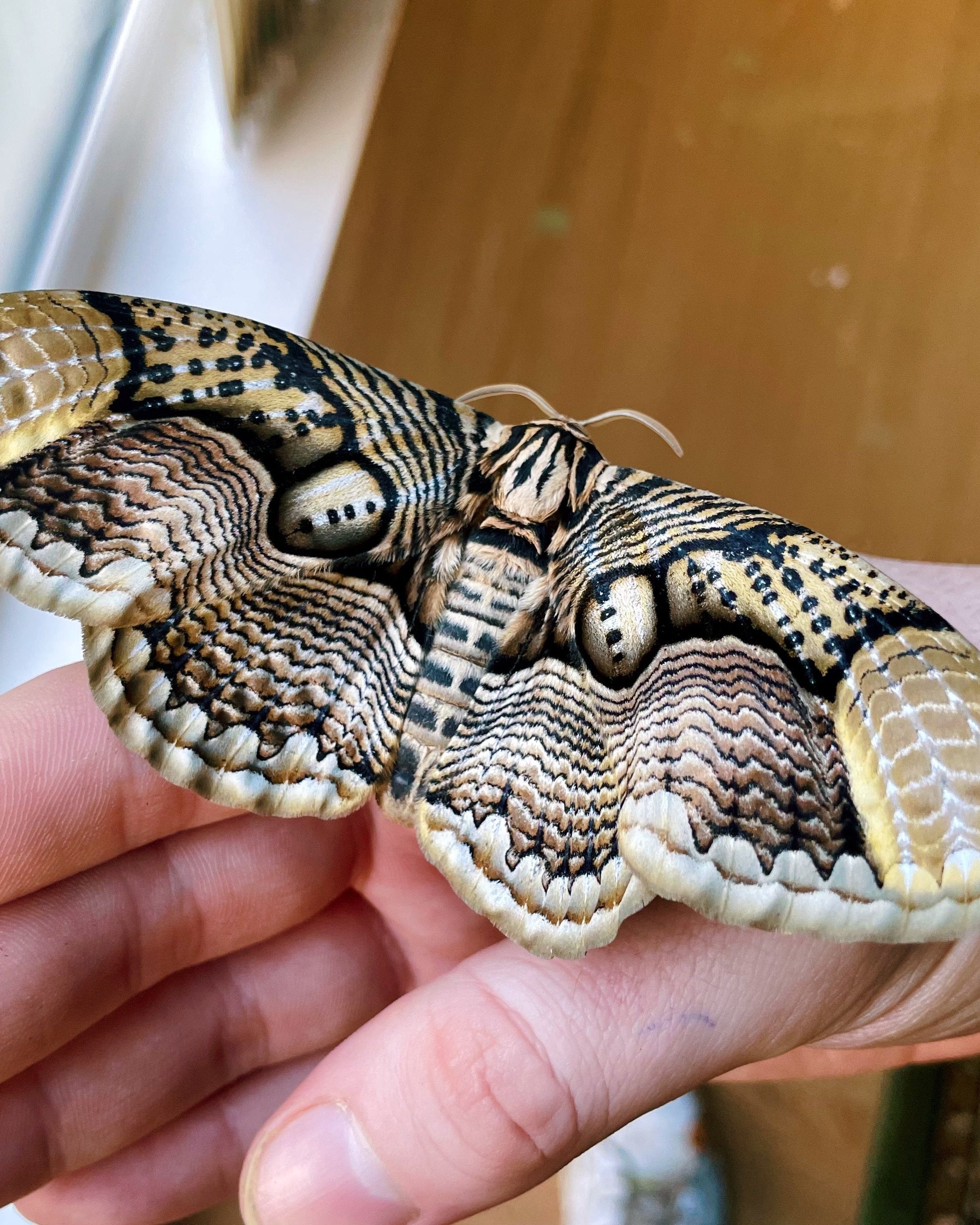 Giant owl moth eggs and pupae for sale online UK