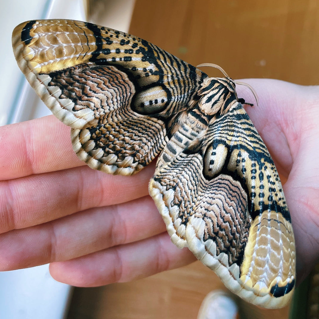 Owl Moth Care – Bugs & Butterflies UK