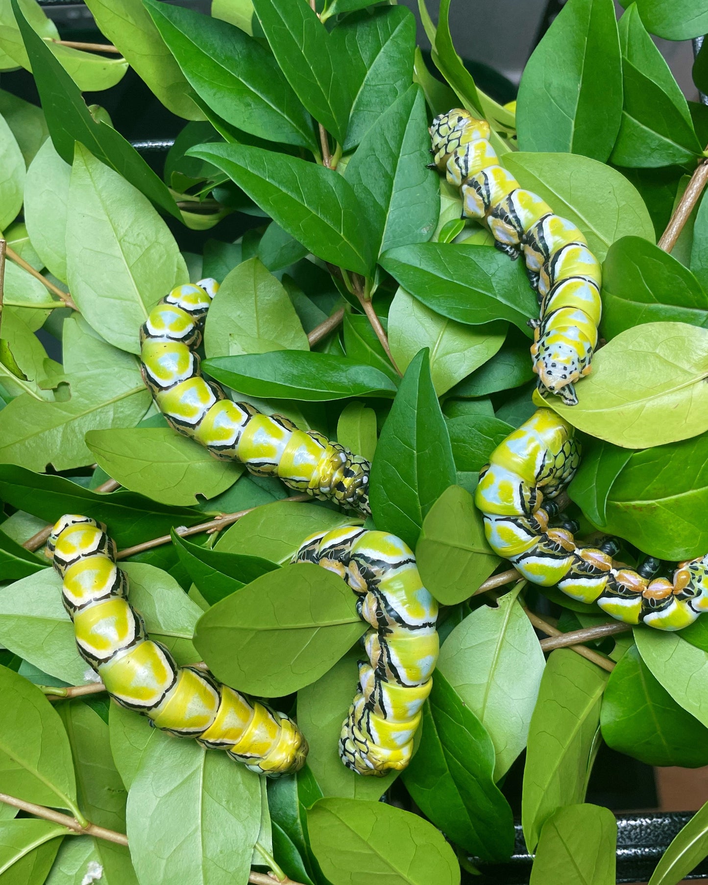 Chinese Owl Moth caterpillars