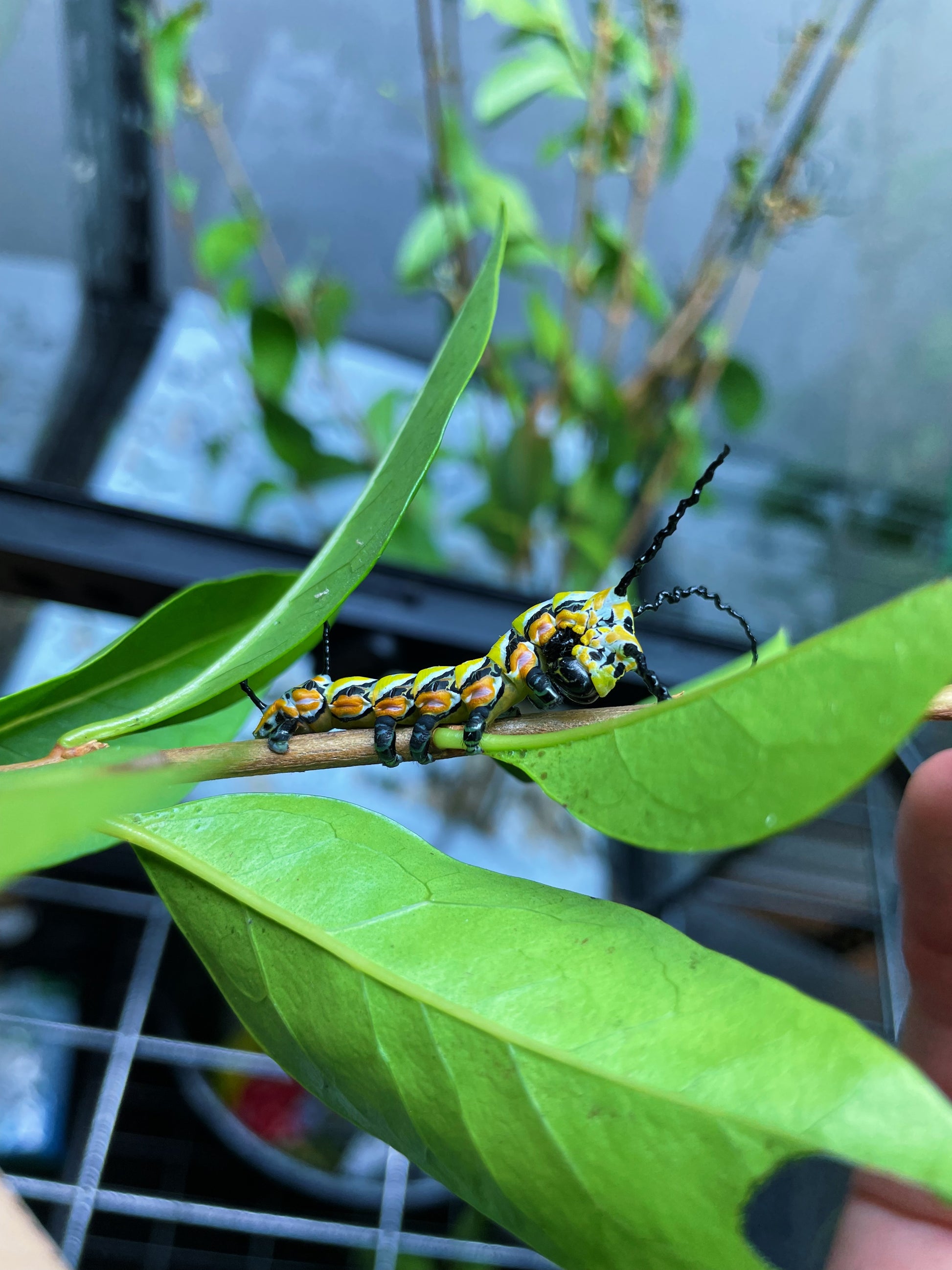 Chinese Owl Moth caterpillar