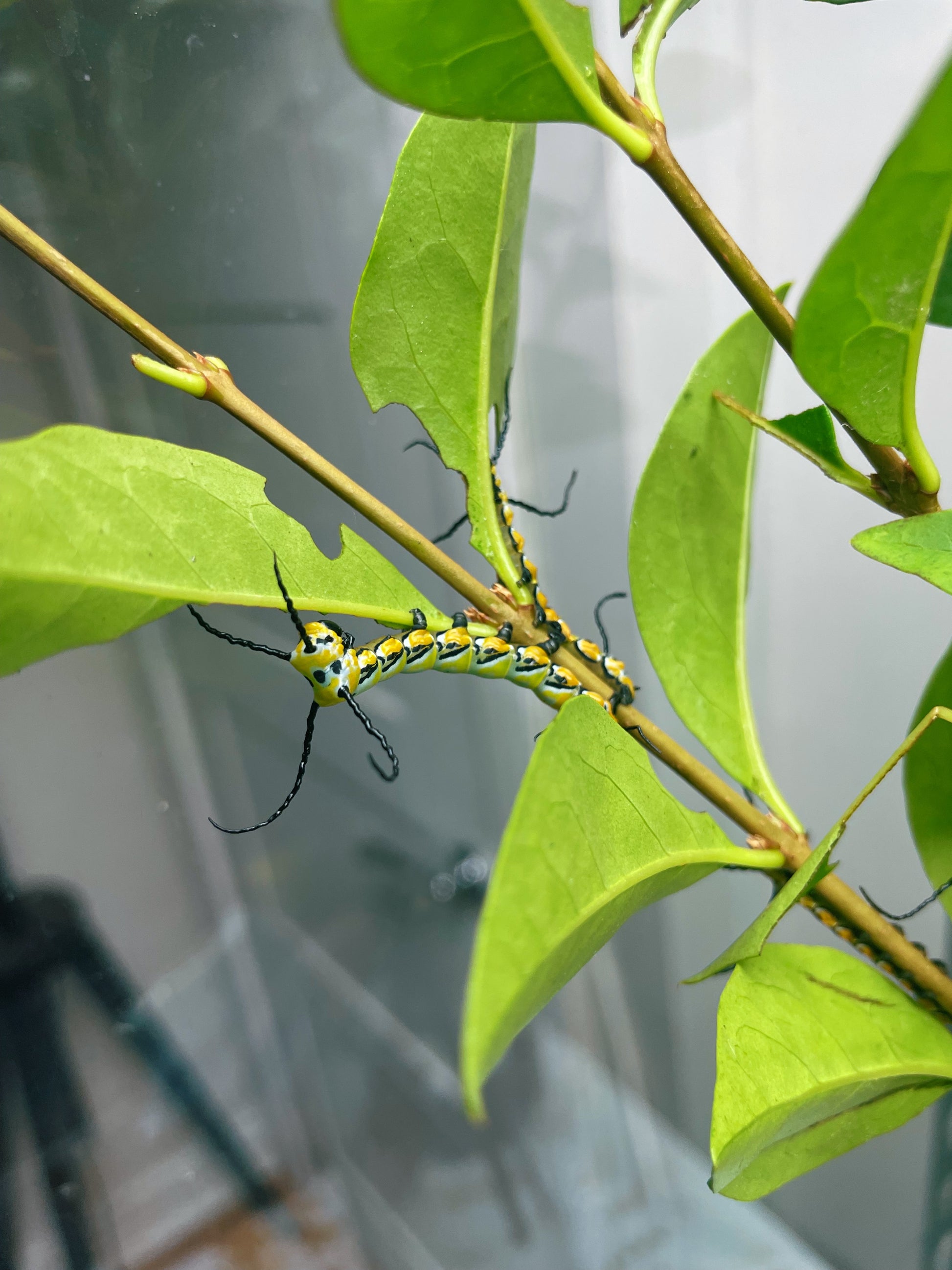 Chinese Owl Moth caterpillars