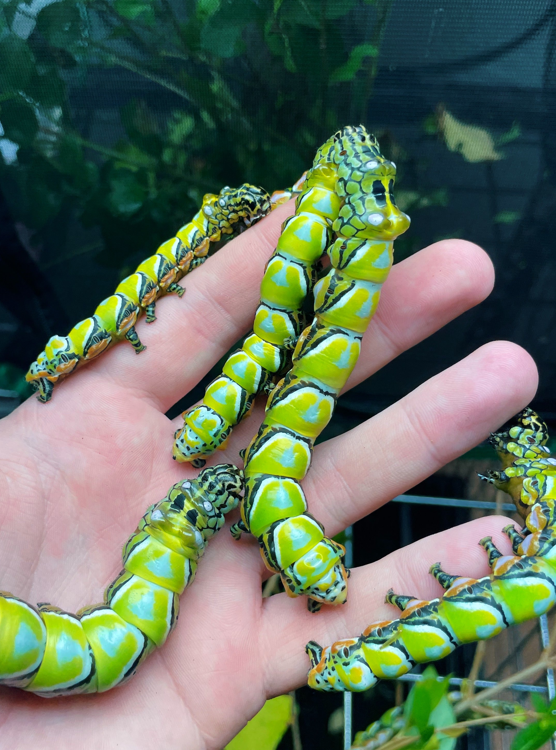Chinese Owl moth caterpillars