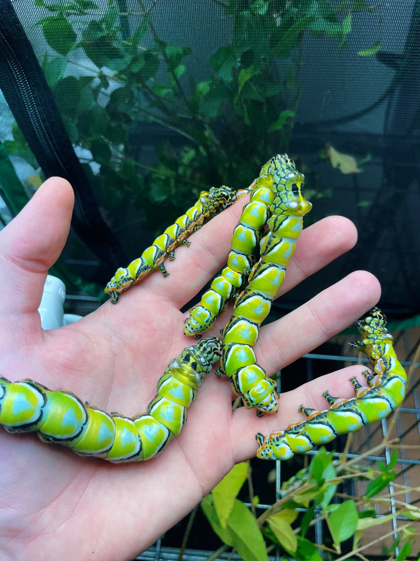Chinese Owl moth caterpillars