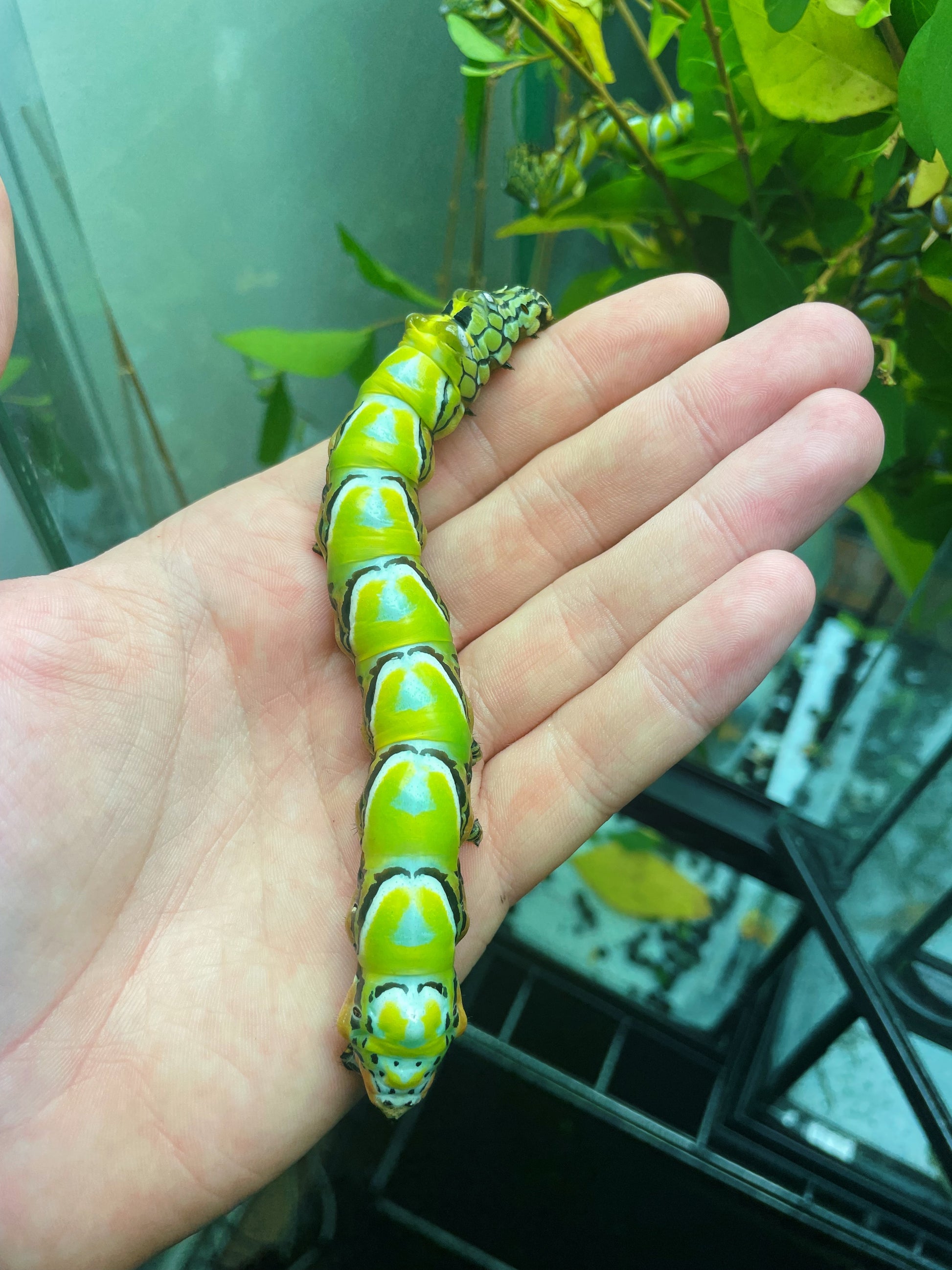 Chinese owl moth caterpillar