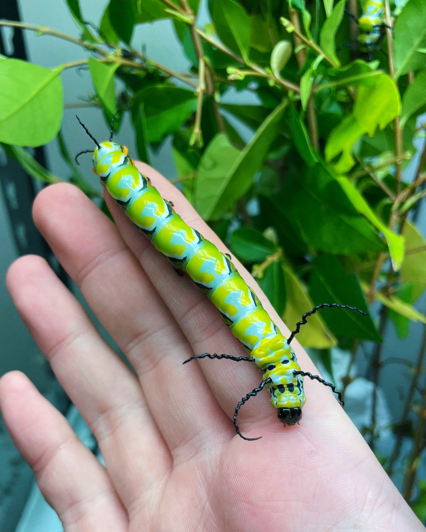 Chinese Owl Moth caterpillar