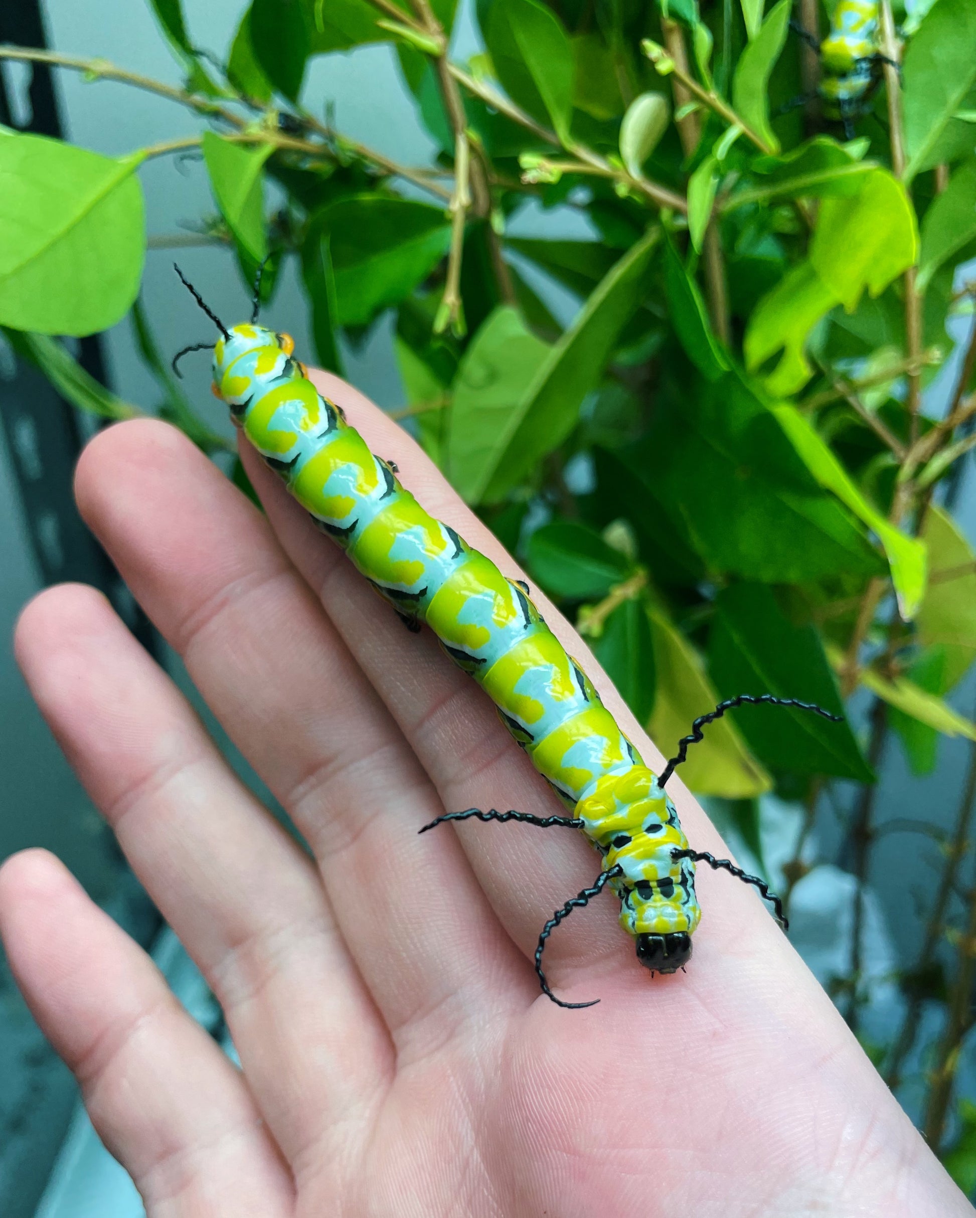 Chinese Owl Moth caterpillar
