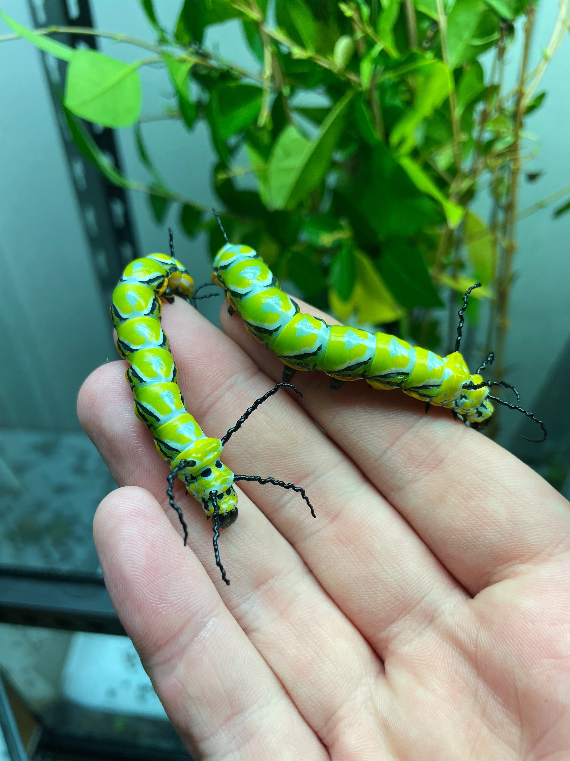 Chinese Owl Moth caterpillars
