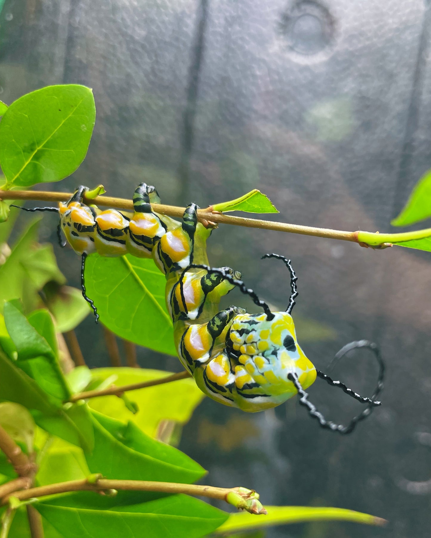 Chinese Owl Moth caterpillar