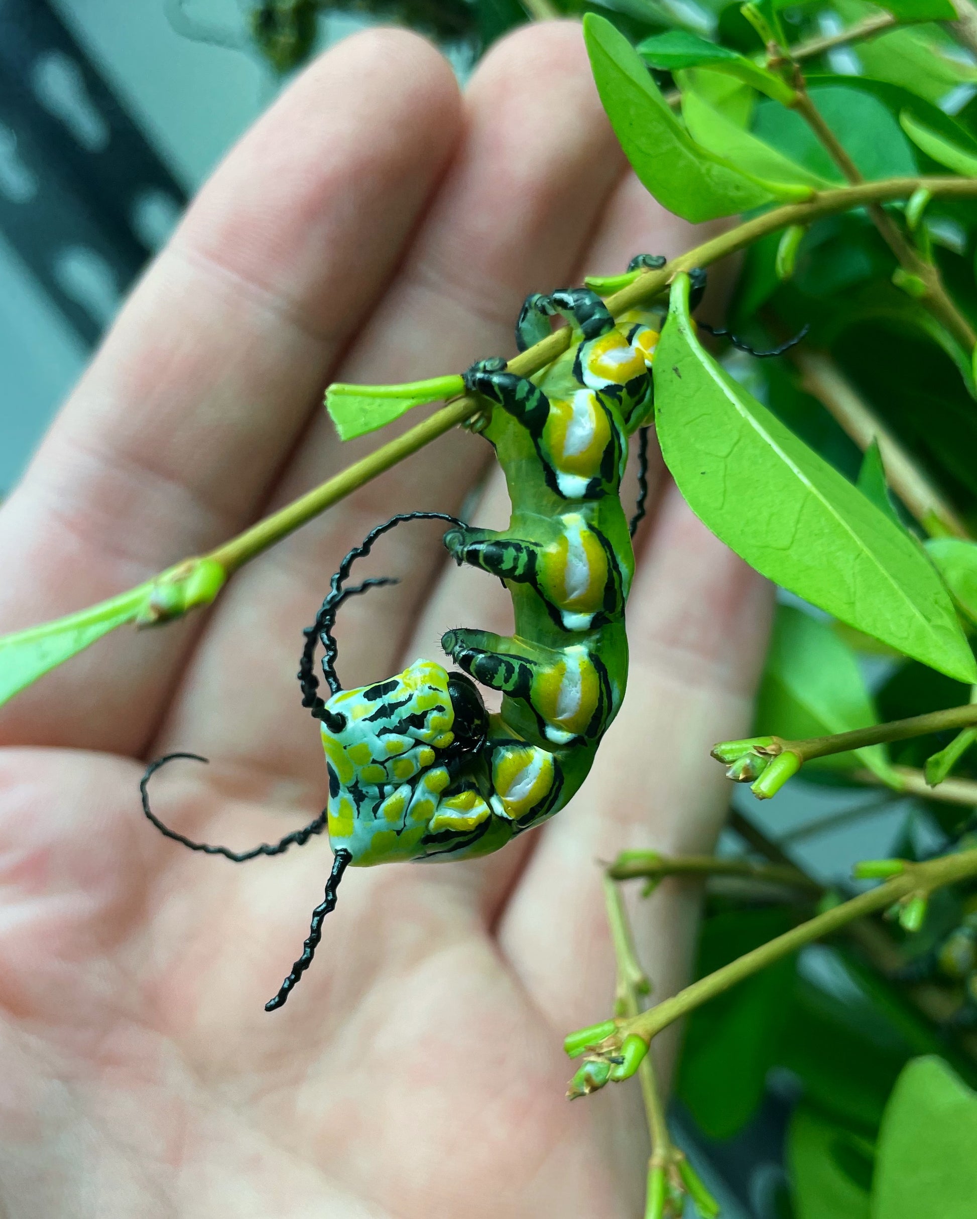 Chinese Owl Moth caterpillar