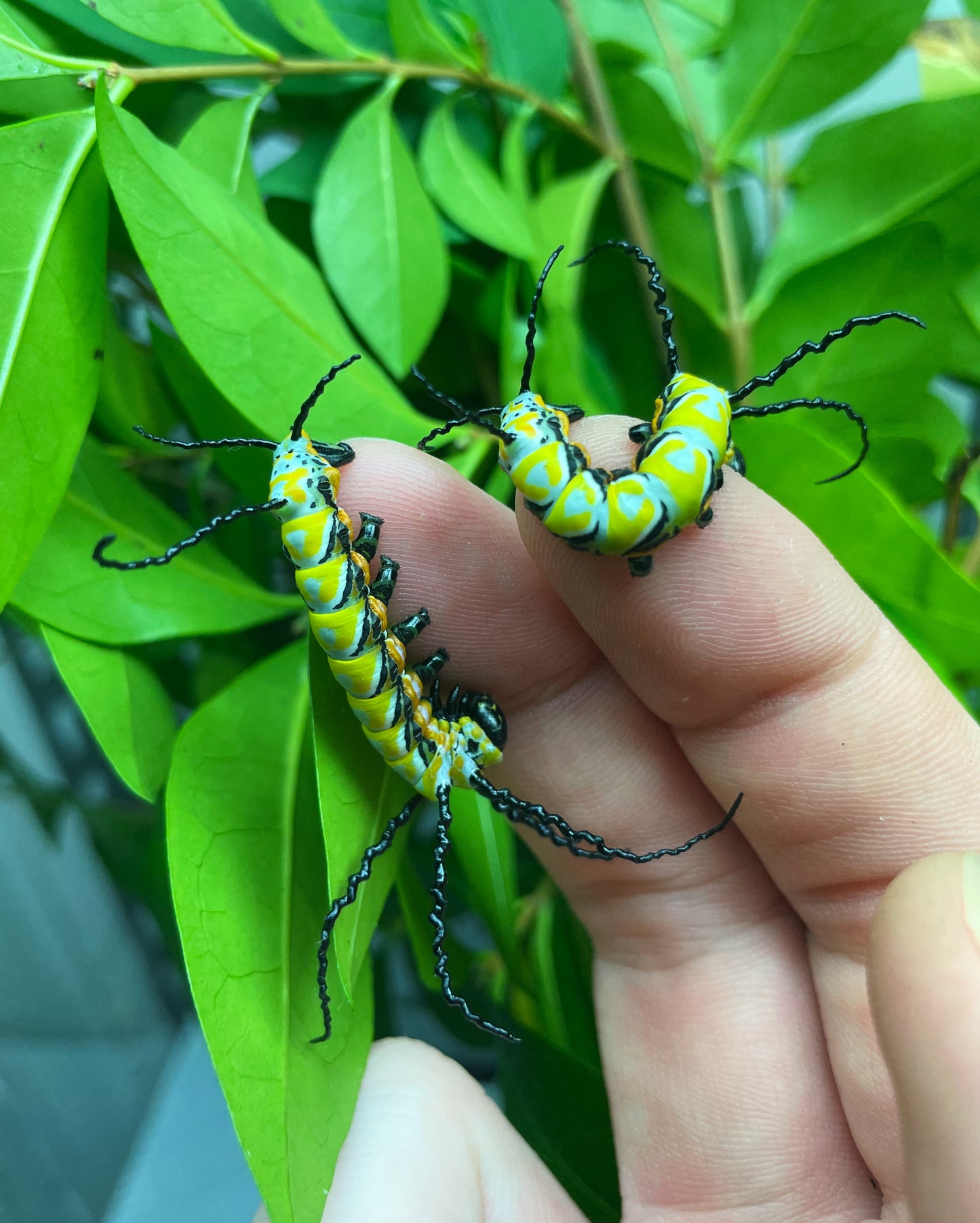 Chinese Owl Moth caterpillars