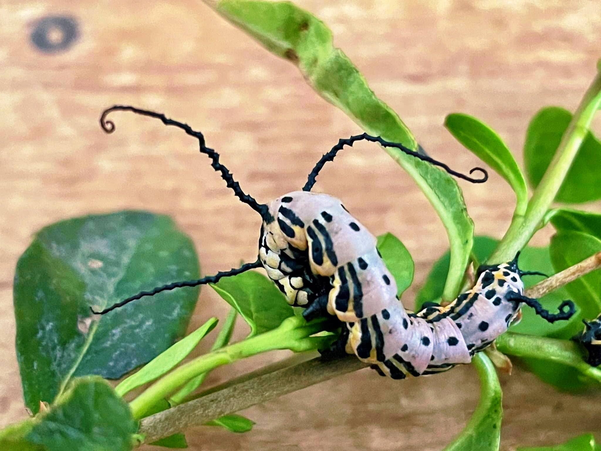 Live butterflies and moths for sale online UK. Order eggs, caterpillars, pupae, and cocoons. Watch the lifecycle unfold with insects to rear at home!