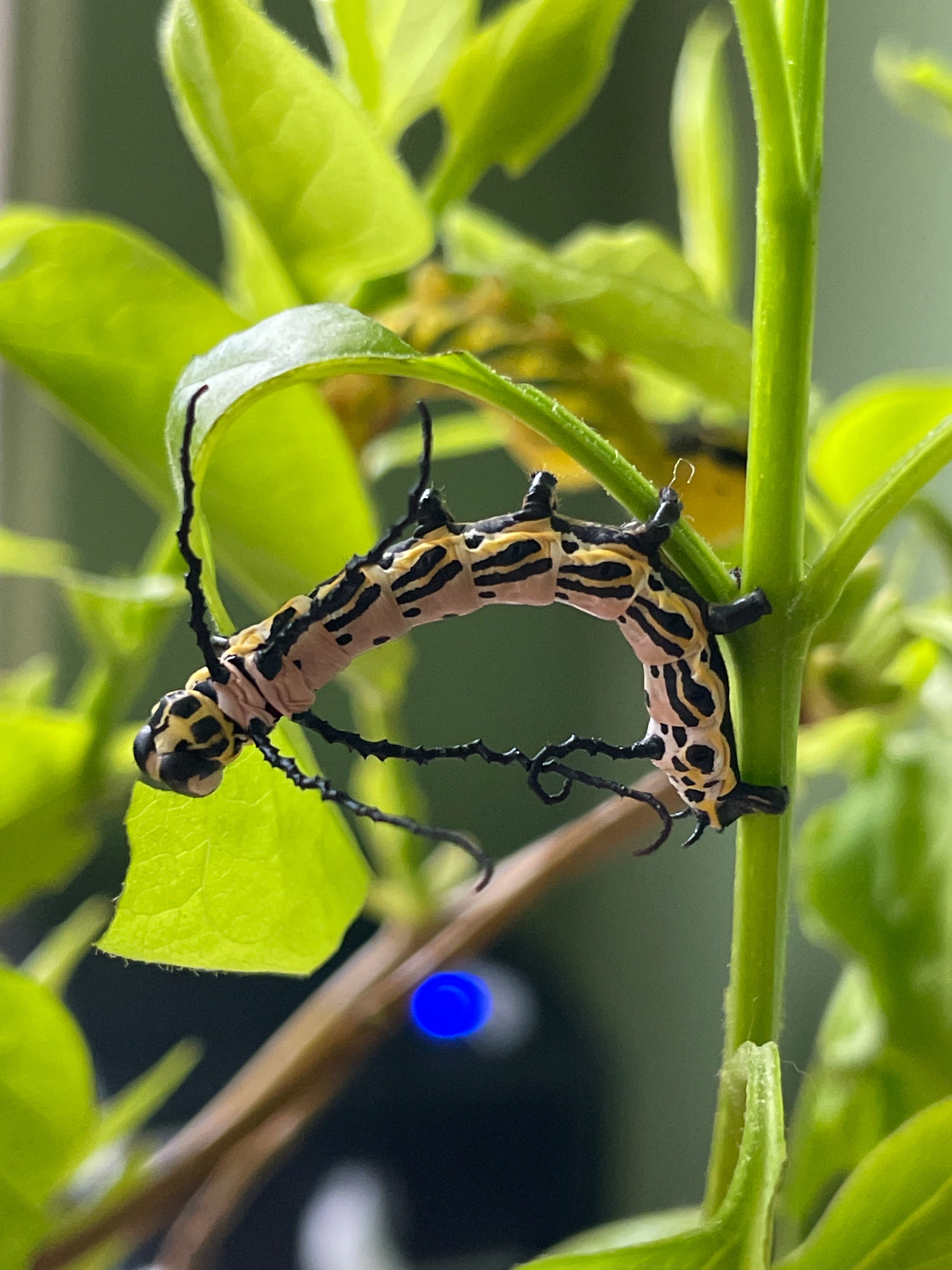 Live butterflies and moths for sale online UK. Order eggs, caterpillars, pupae, and cocoons. Watch the lifecycle unfold with insects to rear at home!