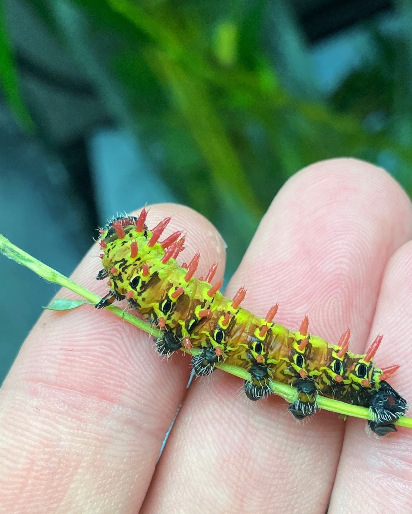 Madagascan Bullseye Moth EGGS (Antherina suraka)