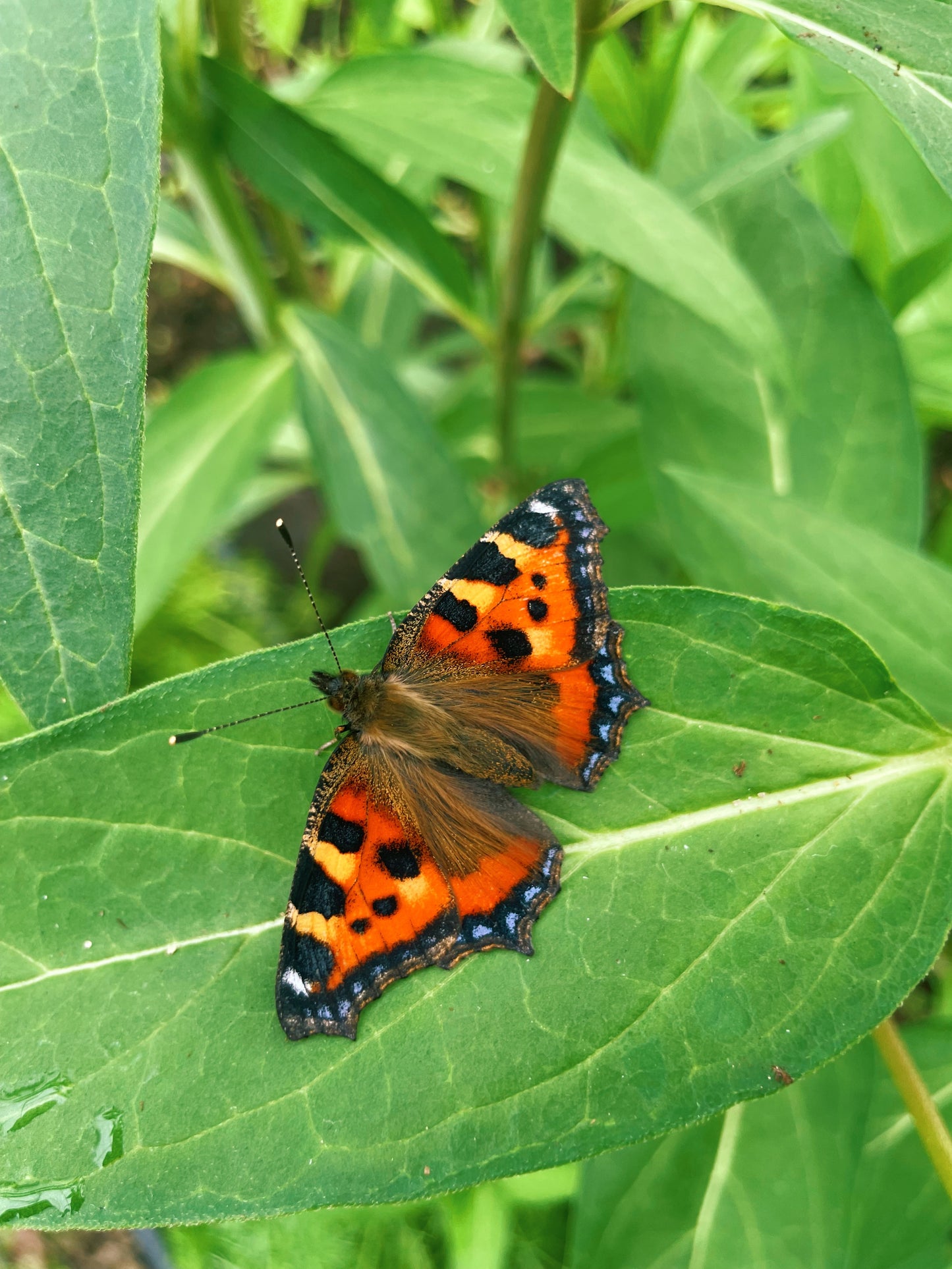 Small Tortoiseshell Butterfly CATERPILLARS (Aglais urticae)
