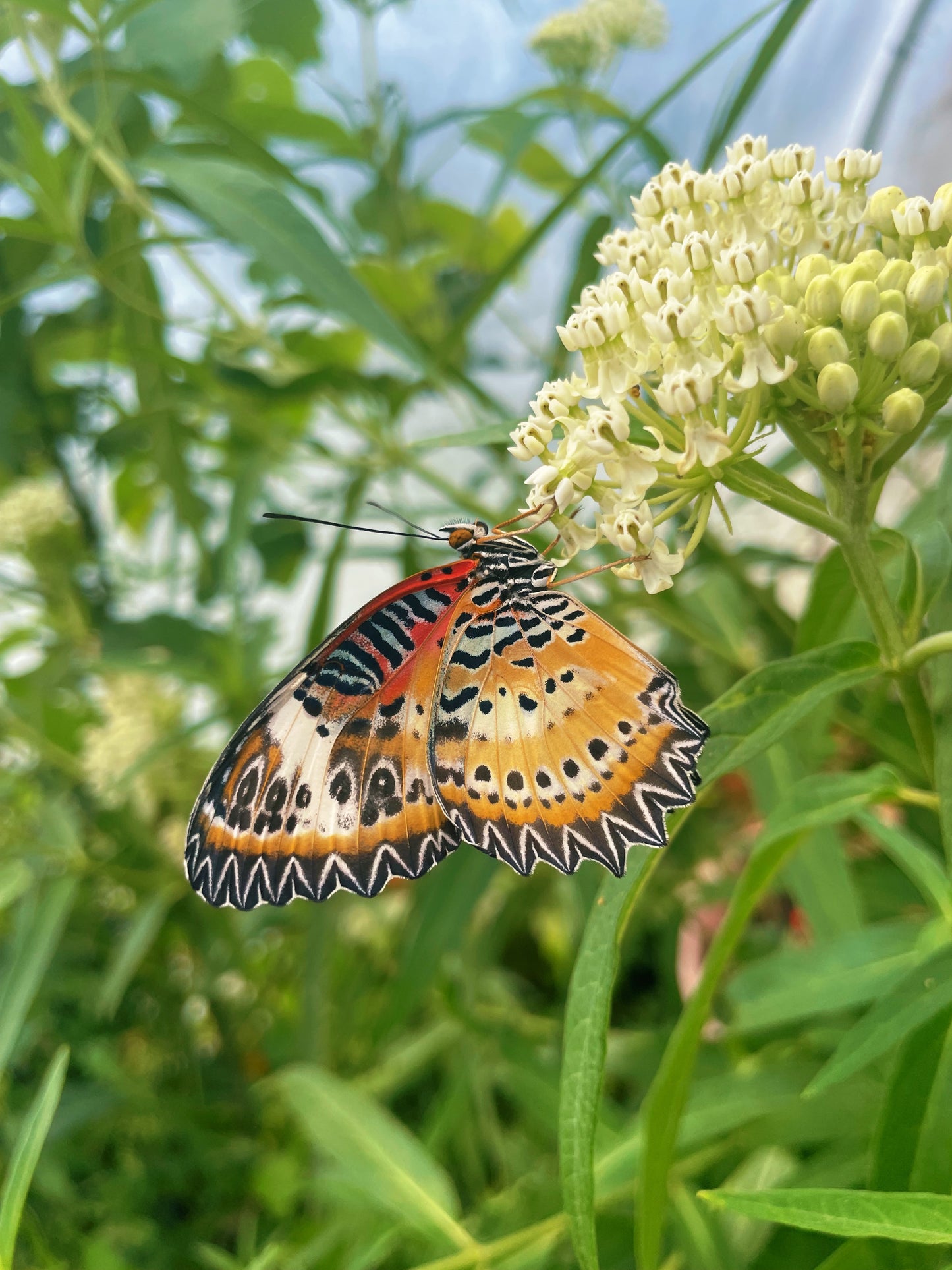 Leopard Lacewing Butterfly (Cethosia cyane) PUPAE
