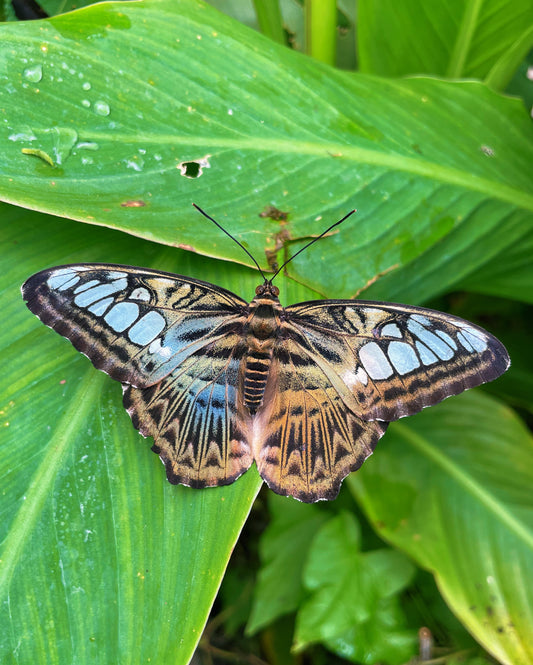 Clipper Butterfly PUPAE (Parthenos sylvia)