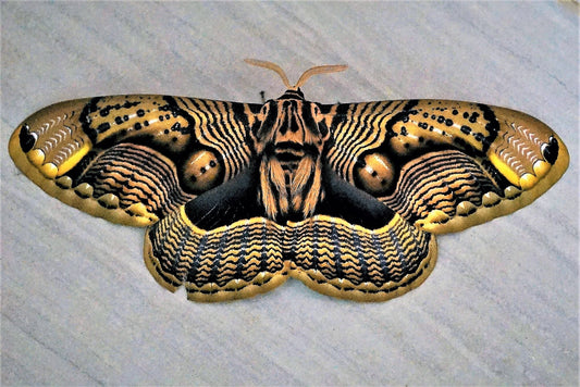 Owl Moth (Brahmaea wallichii) PUPAE