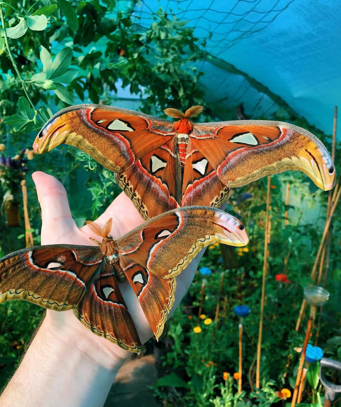 Giant Atlas Moth EGGS (Attacus atlas)