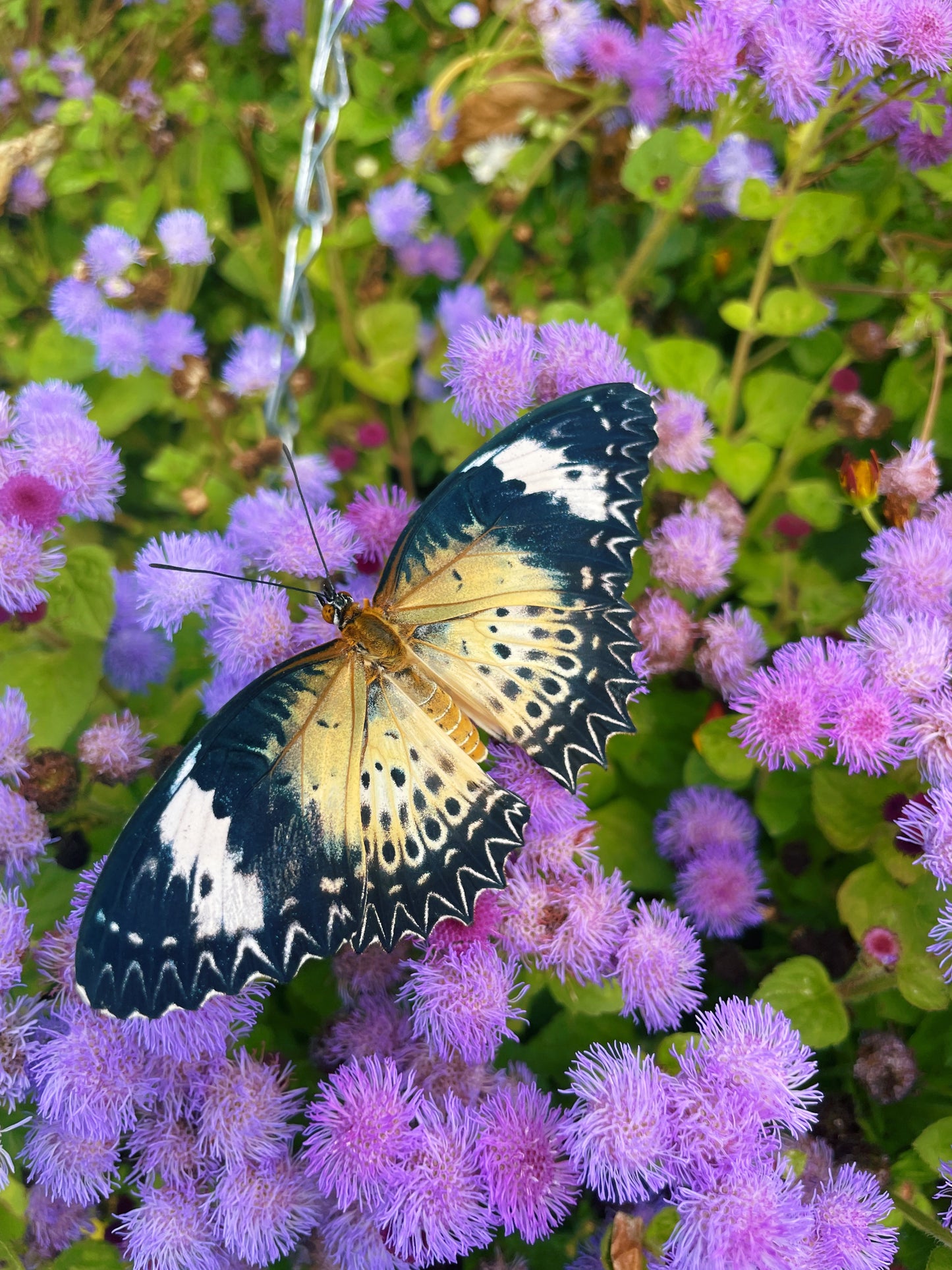 Leopard Lacewing Butterfly (Cethosia cyane) PUPAE