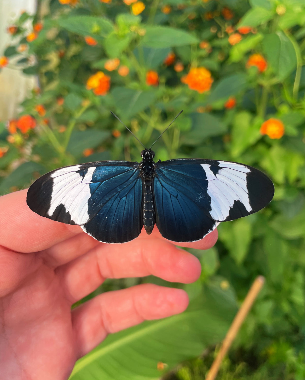 Sapho Longwing PUPAE (Heliconius sapho)