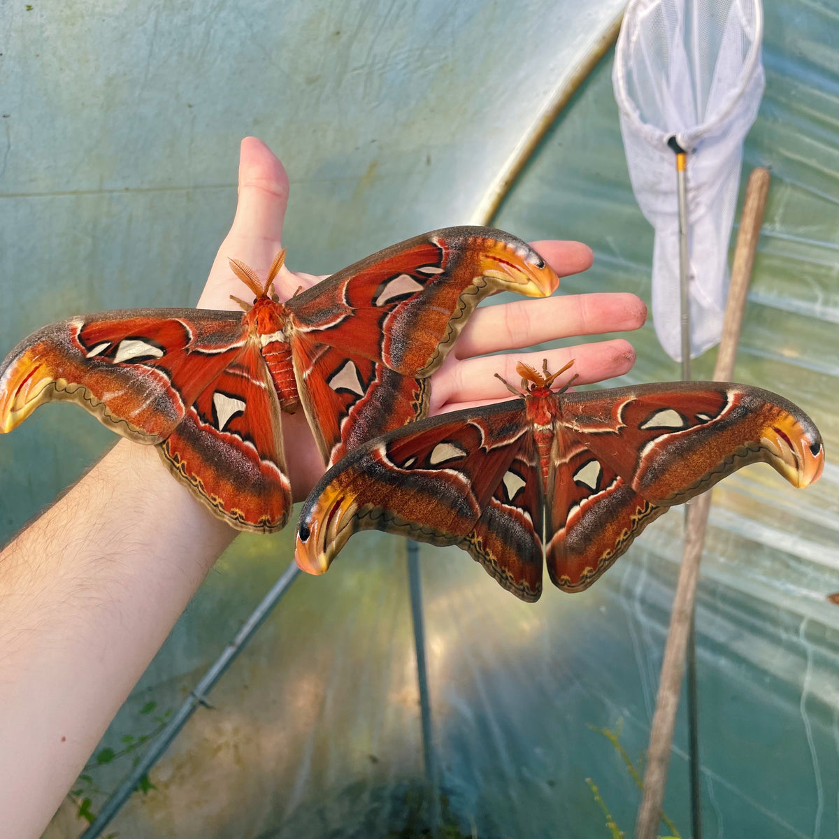 Giant Atlas Moth COCOONS (Attacus atlas)