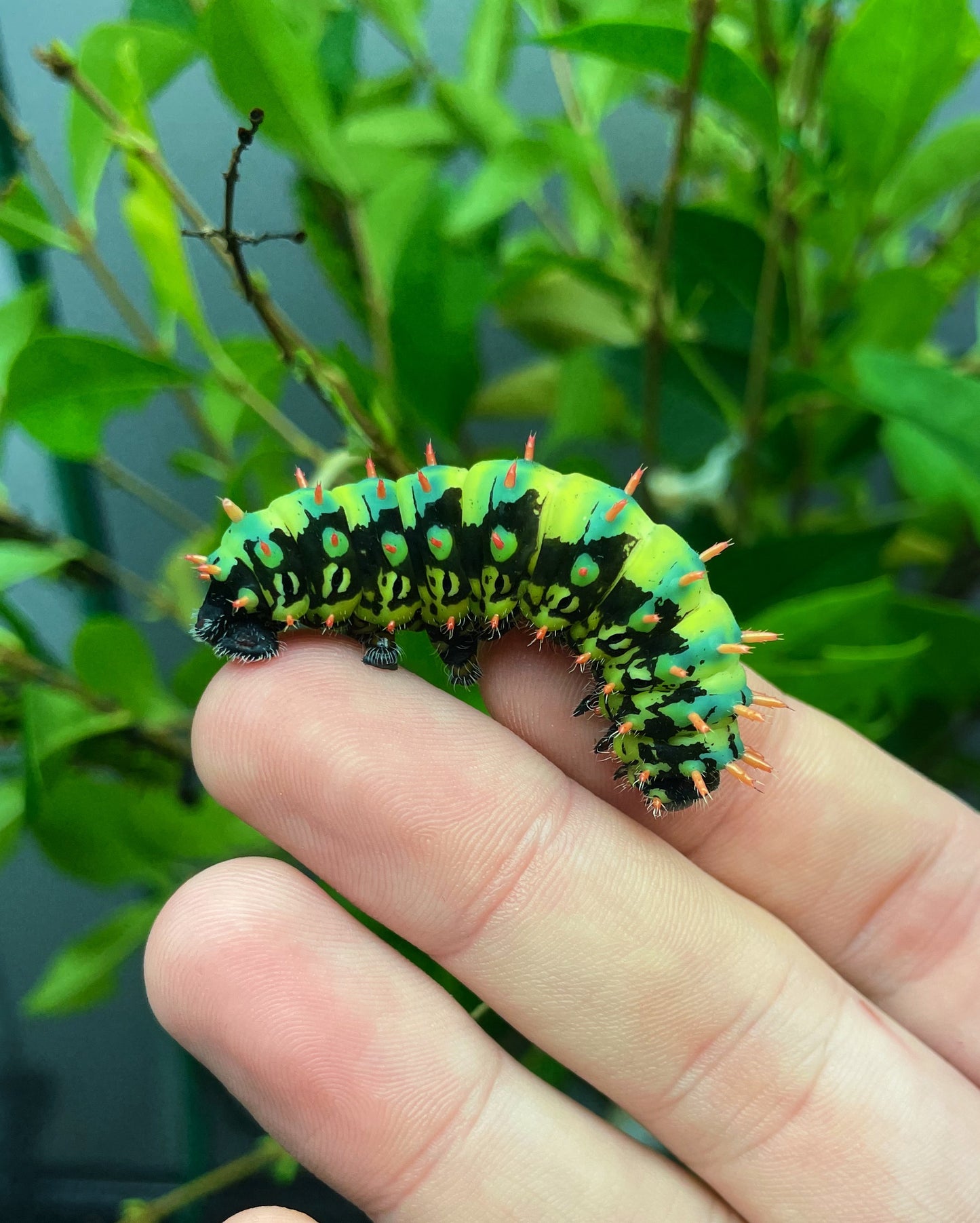 Madagascan Bullseye Moth EGGS (Antherina suraka)