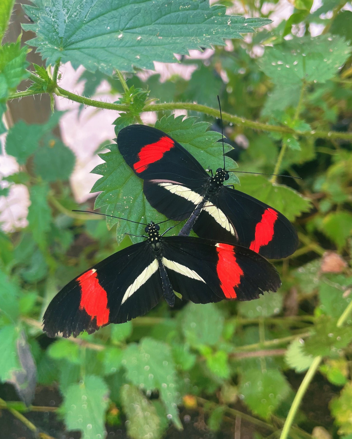 Postman Butterfly EGGS (Heliconius melpomene)