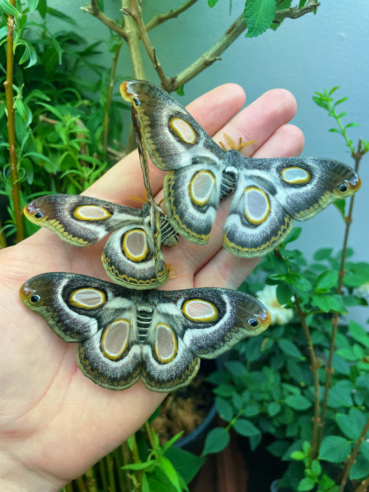 White Ringed Atlas Moth EGGS (Epiphora mythimnia)