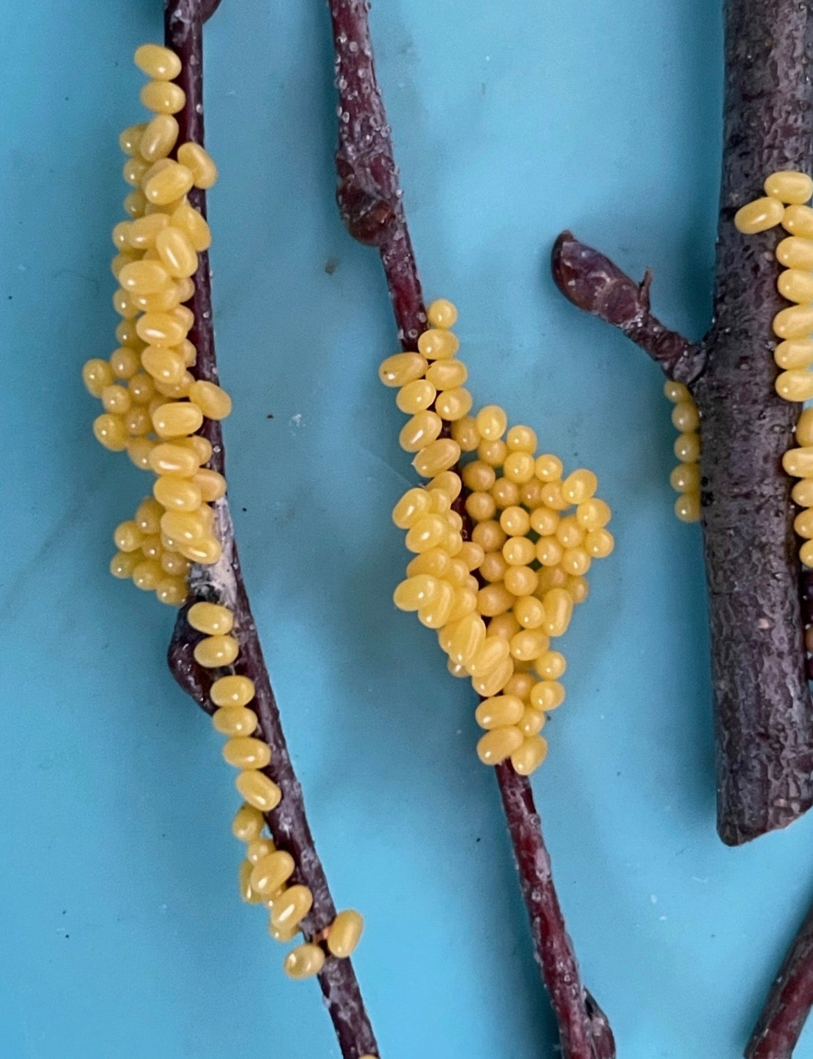 Kentish Glory EGGS (Endromis versicolora)