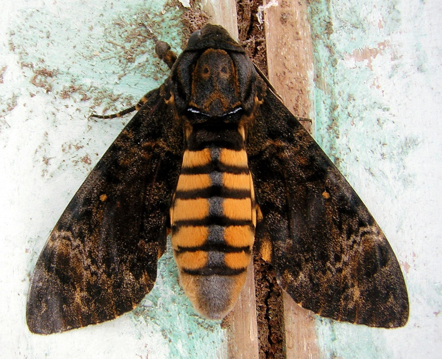 Eastern Death's Head Hawk-Moth EGGS (Acherontia styx)