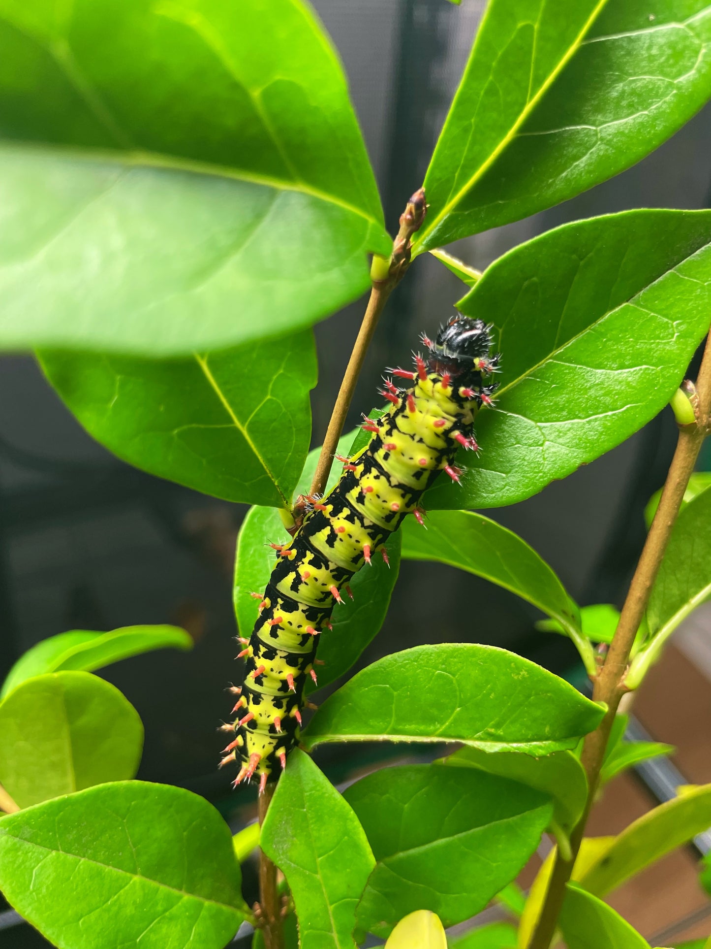 Madagascan Bullseye Moth EGGS (Antherina suraka)