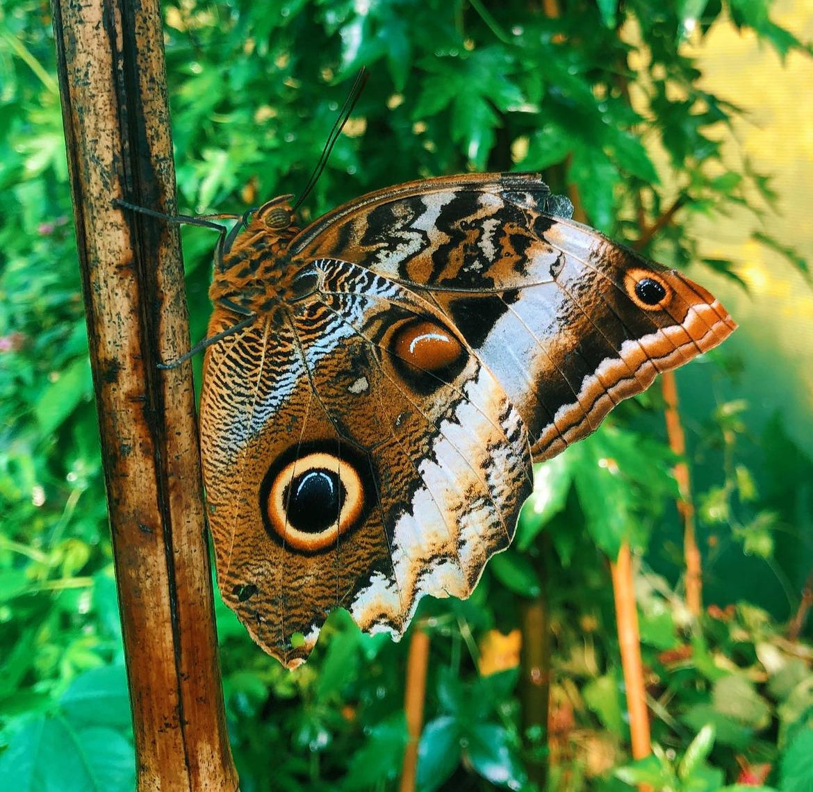 Live butterflies and moths for sale online UK. Order eggs, caterpillars, pupae, and cocoons. Watch the lifecycle unfold with insects to rear at home!