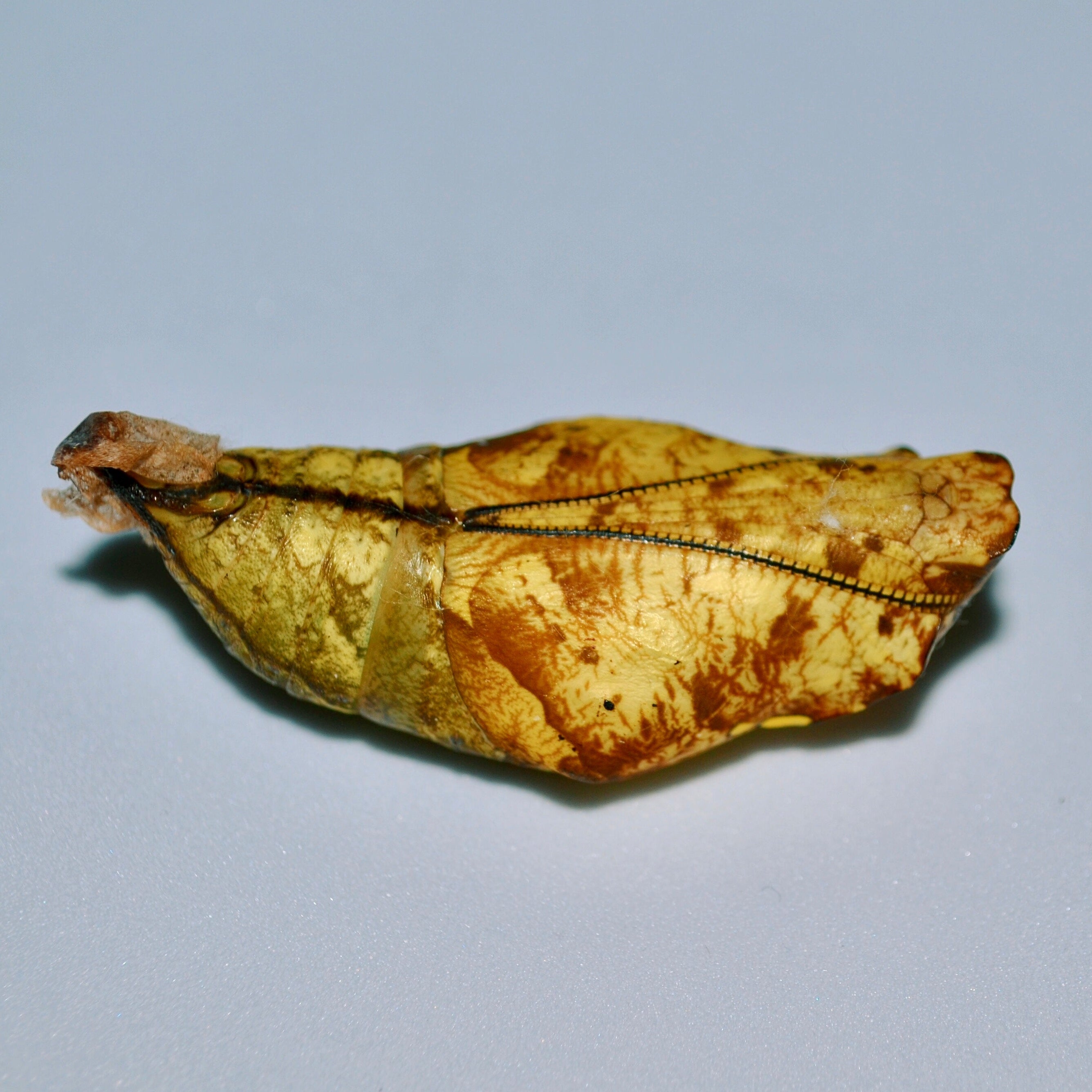 Live butterflies and moths for sale online UK. Order eggs, caterpillars, pupae, and cocoons. Watch the lifecycle unfold with insects to rear at home!