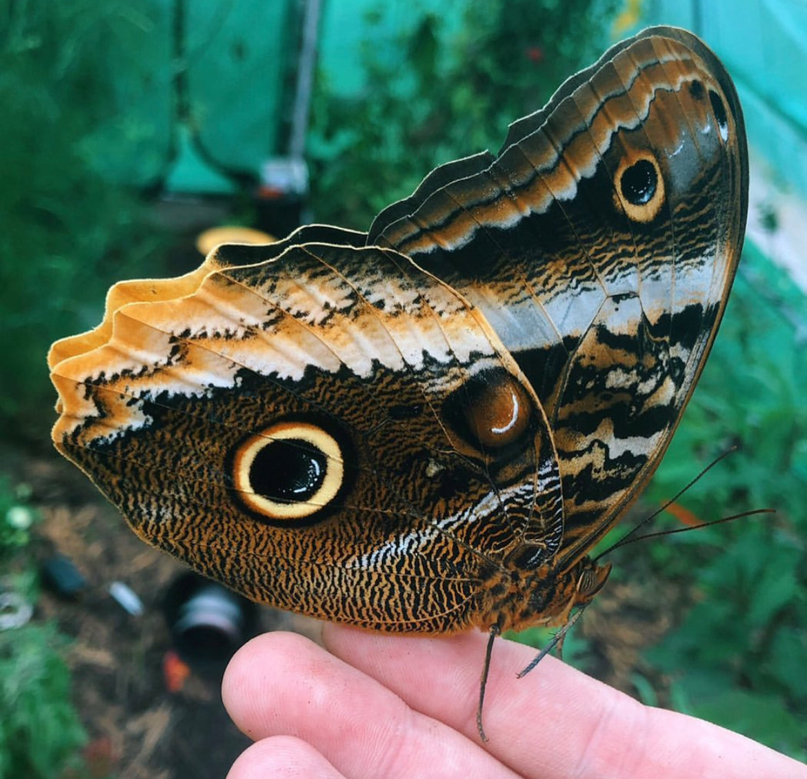 Live butterflies and moths for sale online UK. Order eggs, caterpillars, pupae, and cocoons. Watch the lifecycle unfold with insects to rear at home!