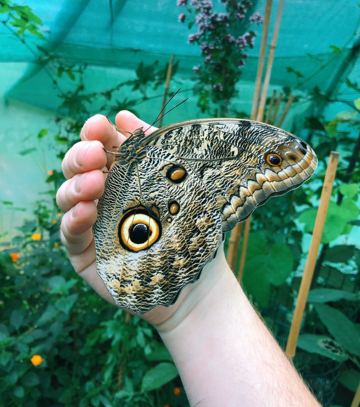 Live butterflies and moths for sale online UK. Buy eggs, caterpillars, pupae, and cocoons. Watch the lifecycle unfold with insects to rear at home!
