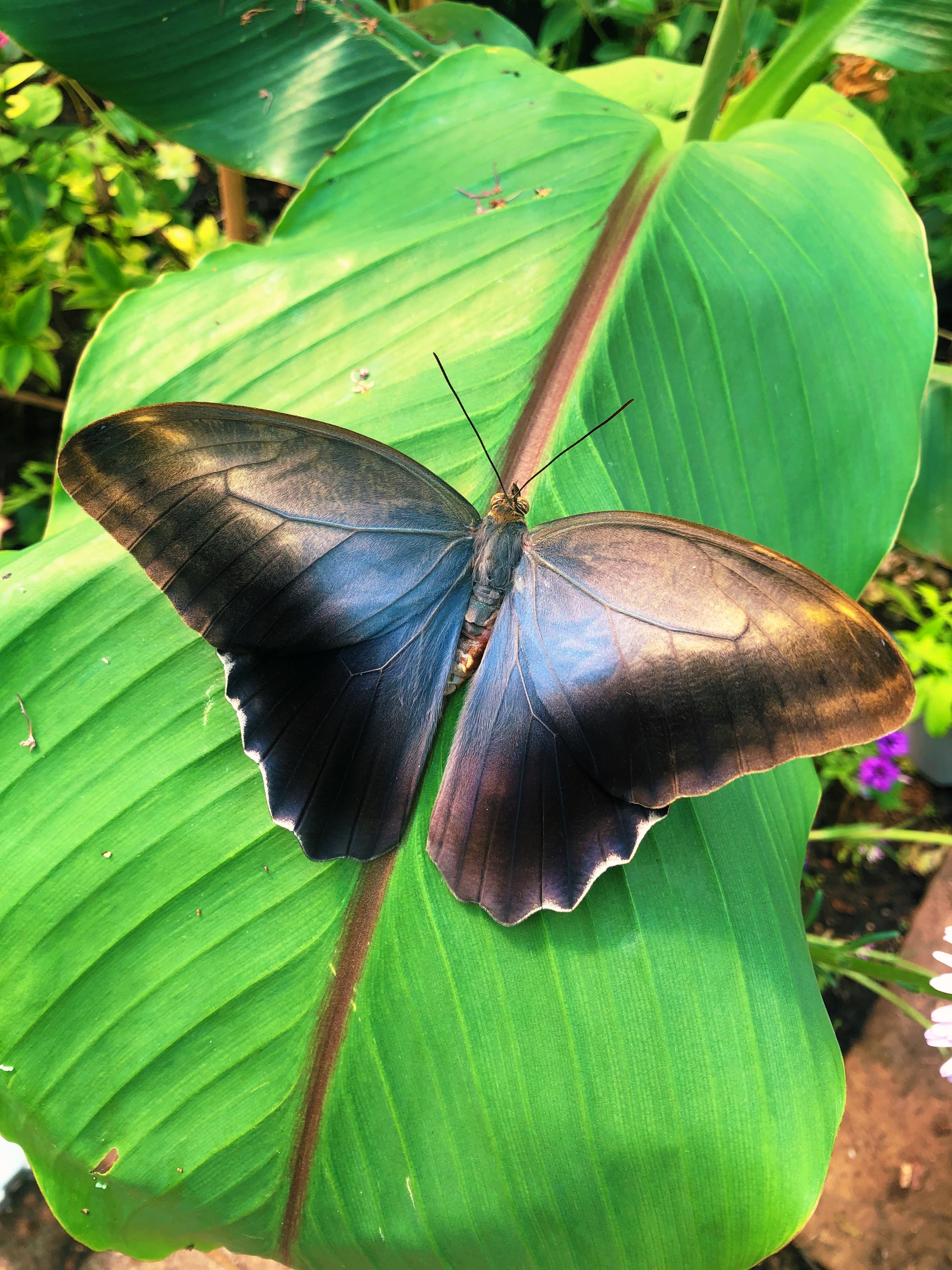 Live butterflies and moths for sale online UK. Order eggs, caterpillars, pupae, and cocoons. Watch the lifecycle unfold with insects to rear at home!