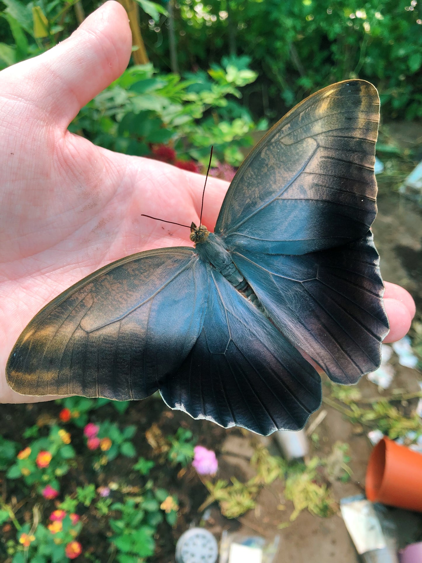 Live butterflies and moths for sale online UK. Order eggs, caterpillars, pupae, and cocoons. Watch the lifecycle unfold with insects to rear at home!