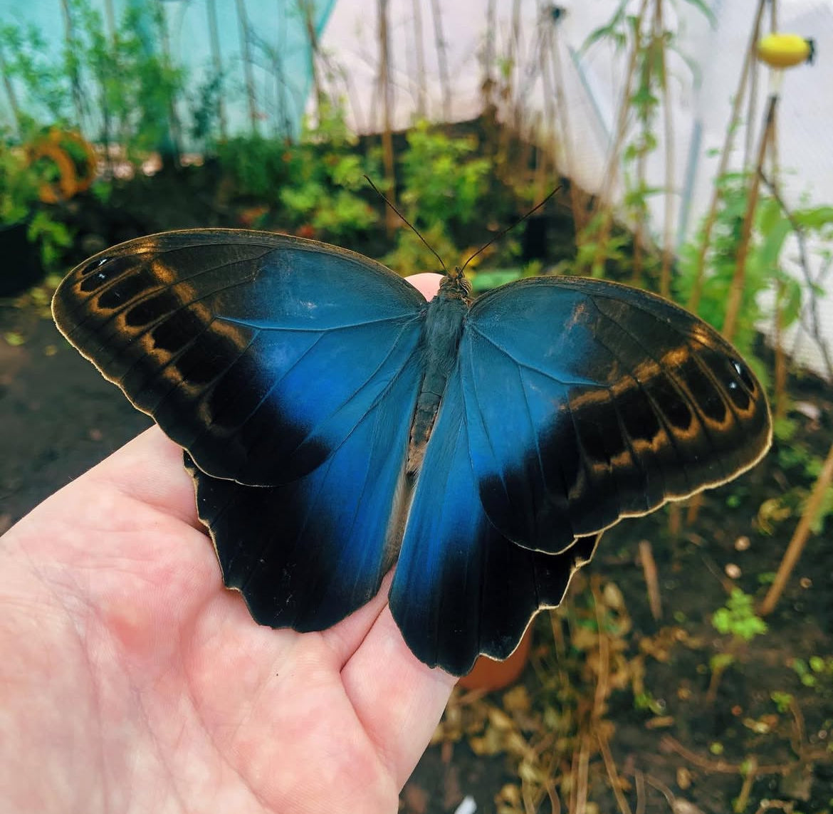 Live butterflies and moths for sale online UK. Order eggs, caterpillars, pupae, and cocoons. Watch the lifecycle unfold with insects to rear at home!