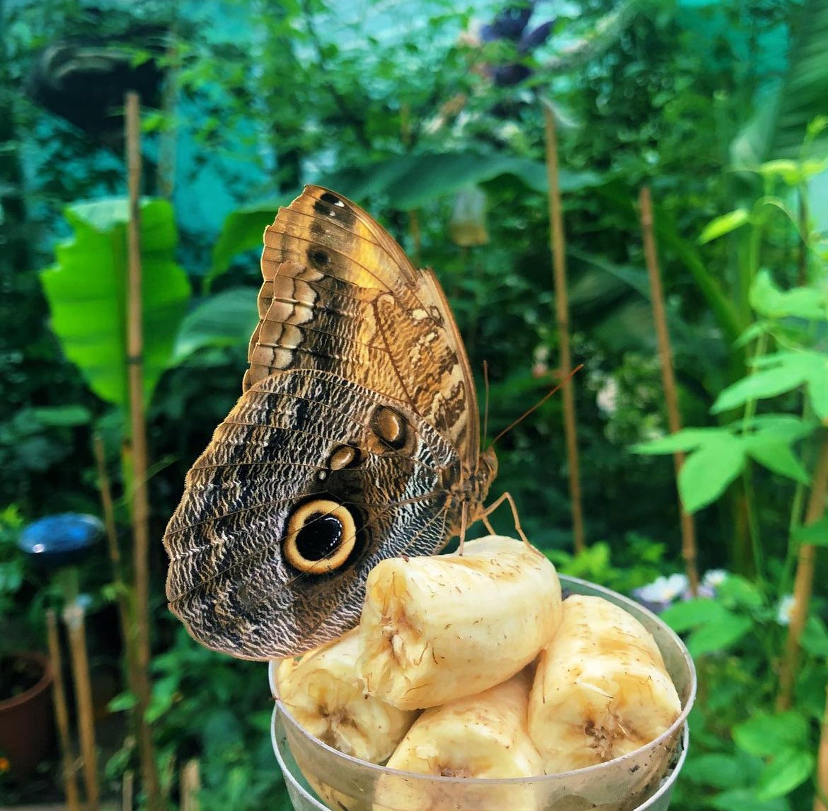 Live butterflies and moths for sale online UK. Buy eggs, caterpillars, pupae, and cocoons. Watch the lifecycle unfold with insects to rear at home!