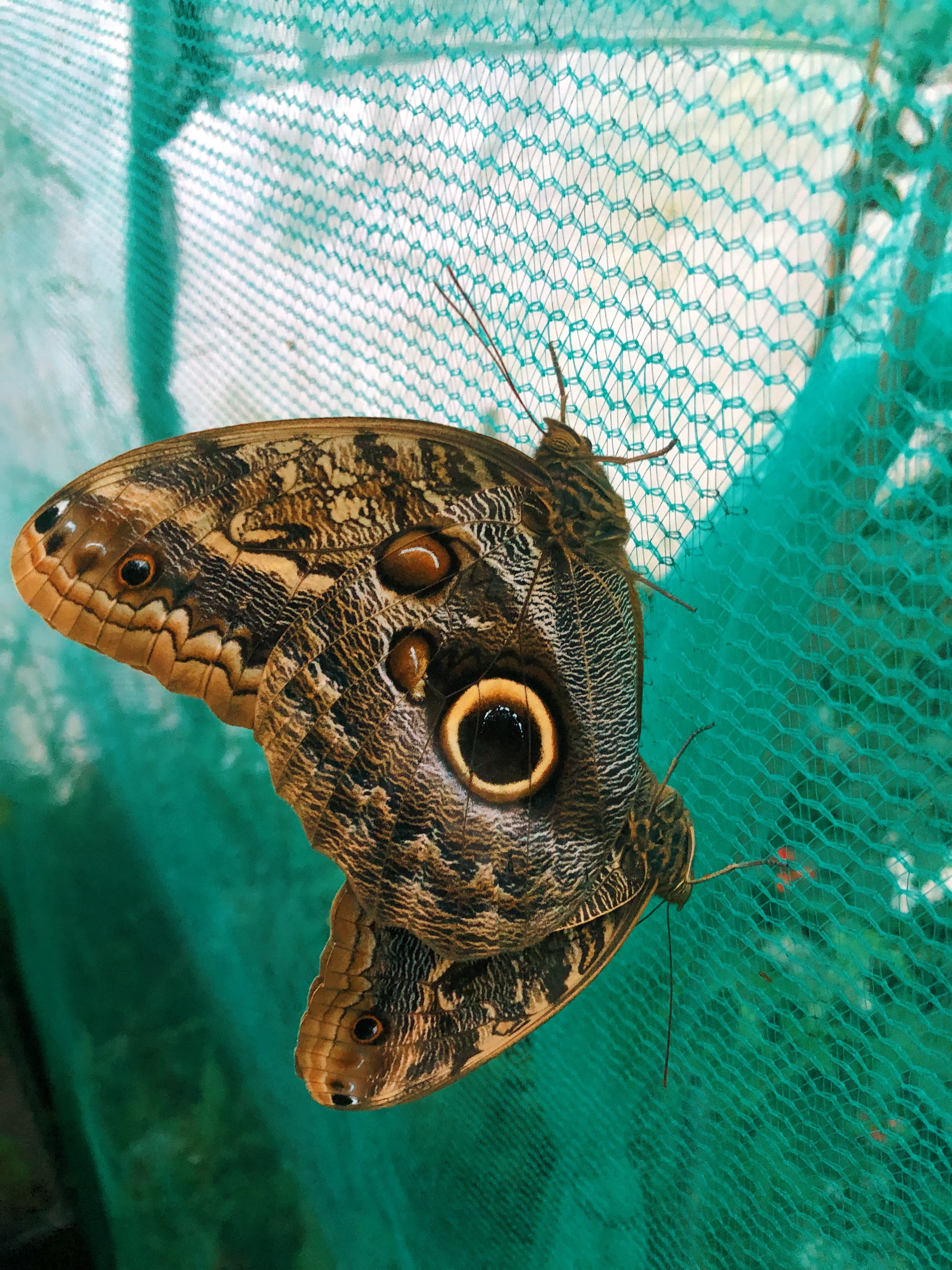 Live butterflies and moths for sale online UK. Buy eggs, caterpillars, pupae, and cocoons. Watch the lifecycle unfold with insects to rear at home!