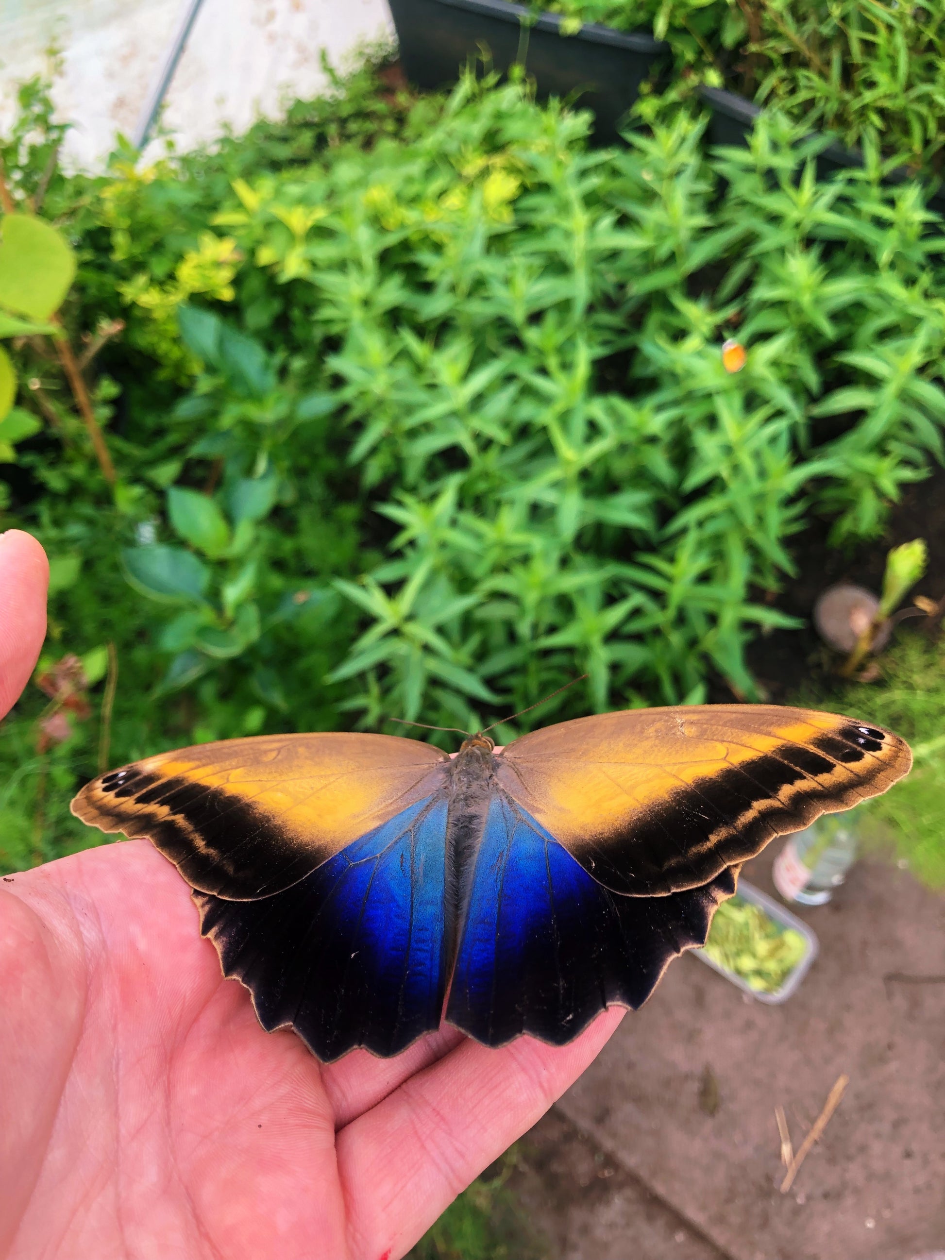 Live butterflies and moths for sale online UK. Order eggs, caterpillars, pupae, and cocoons. Watch the lifecycle unfold with insects to rear at home!