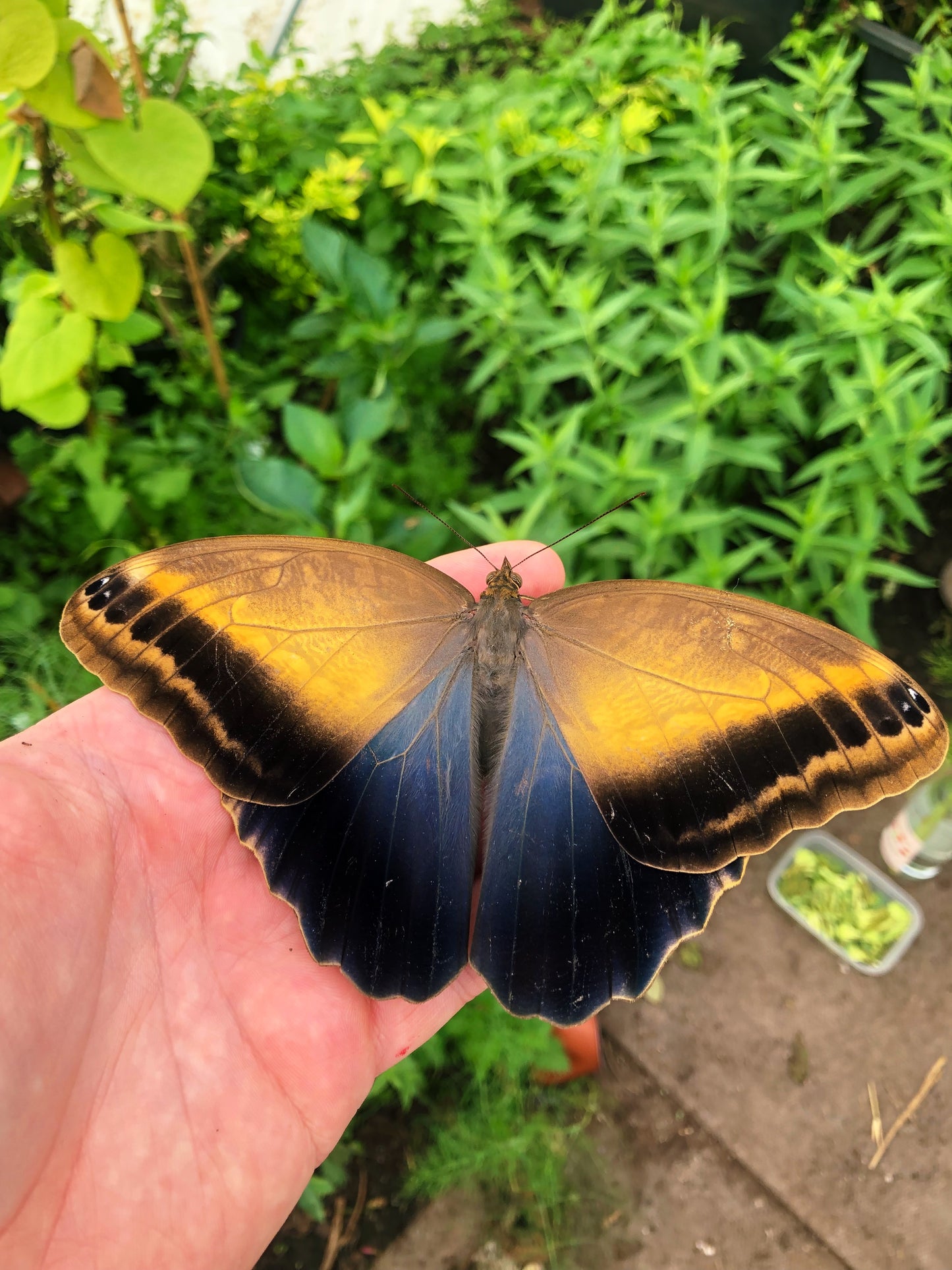 Live butterflies and moths for sale online UK. Order eggs, caterpillars, pupae, and cocoons. Watch the lifecycle unfold with insects to rear at home!