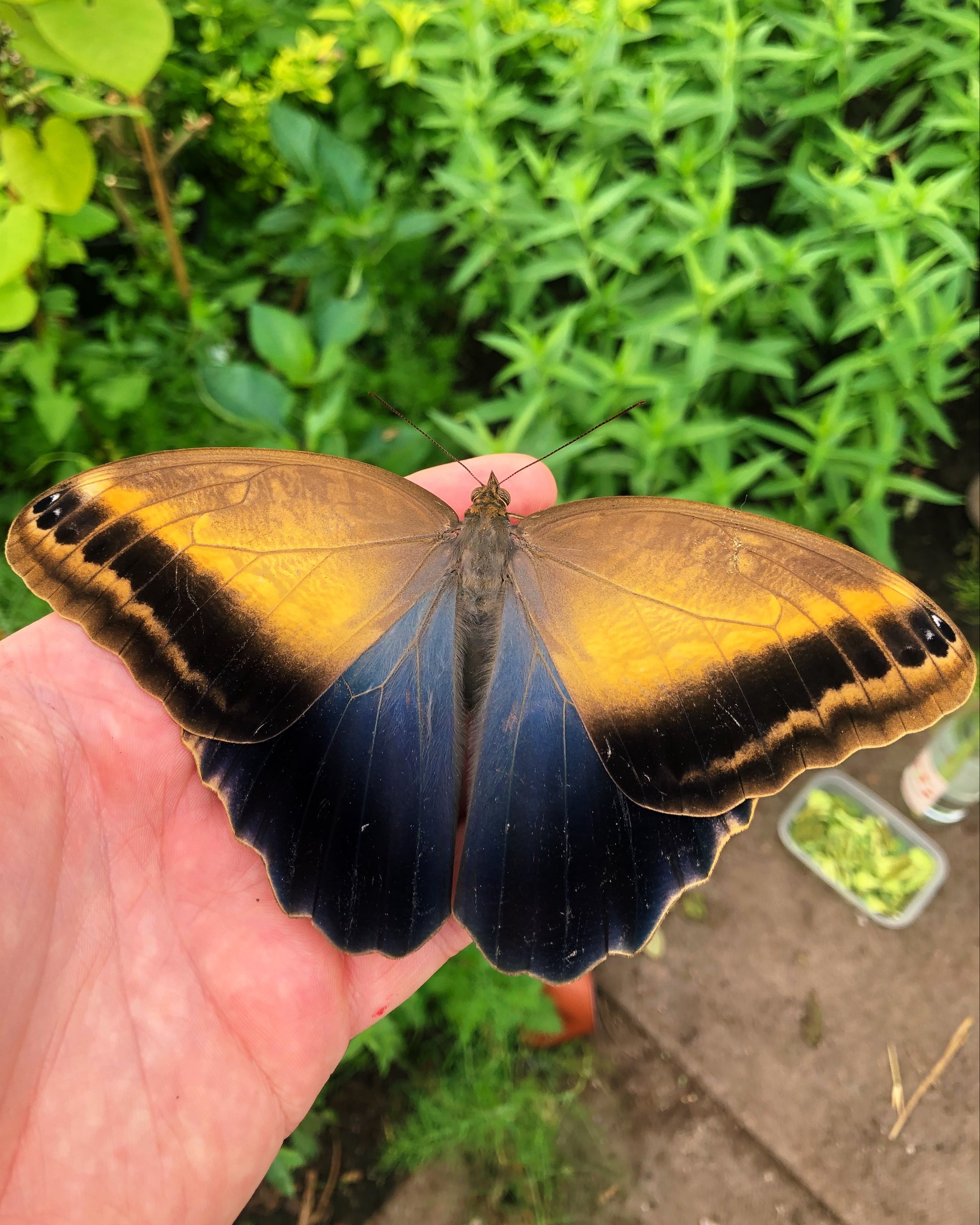Live butterflies and moths for sale online UK. Order eggs, caterpillars, pupae, and cocoons. Watch the lifecycle unfold with insects to rear at home!
