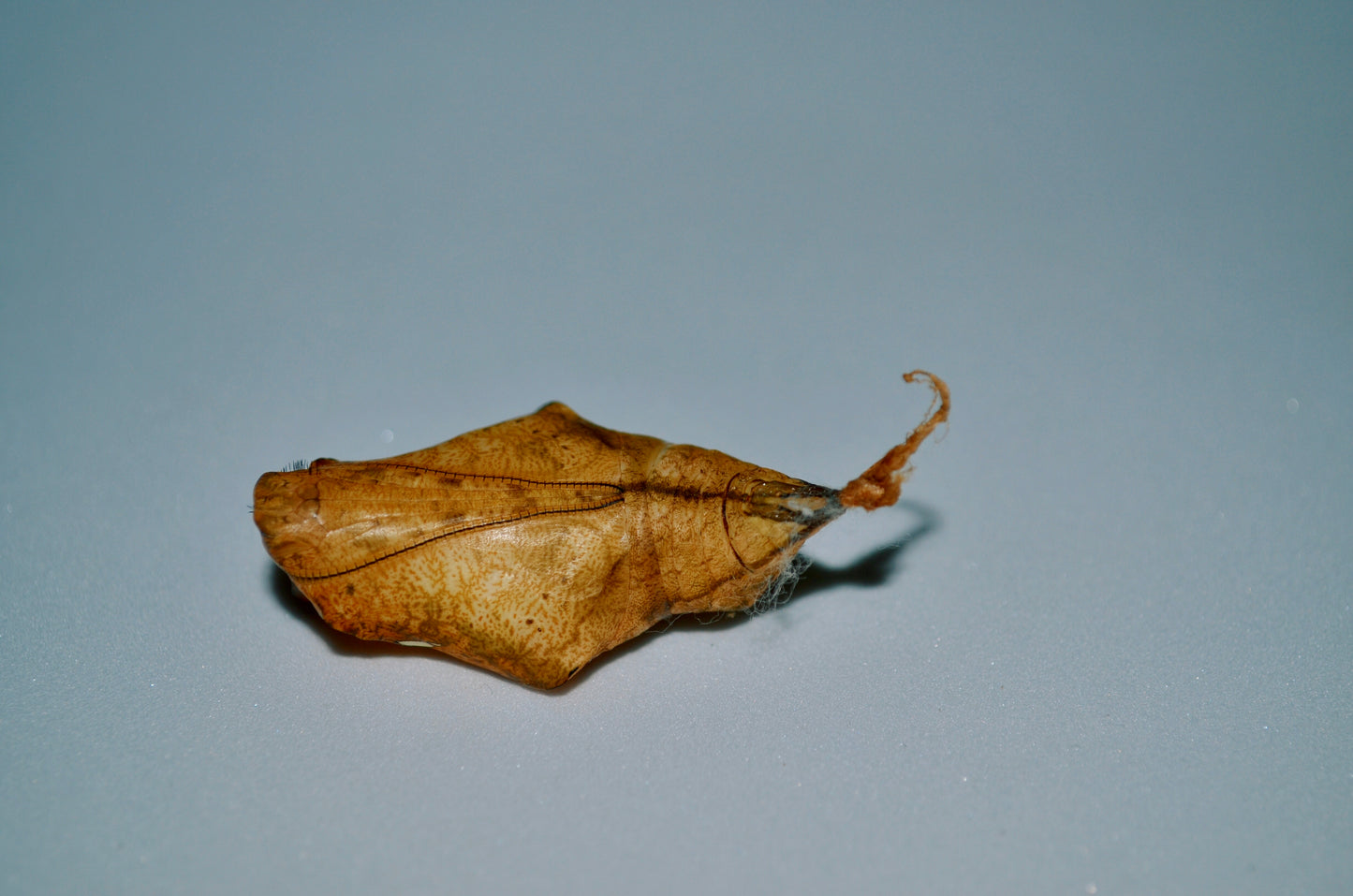 Live butterflies and moths for sale online UK. Order eggs, caterpillars, pupae, and cocoons. Watch the lifecycle unfold with insects to rear at home!