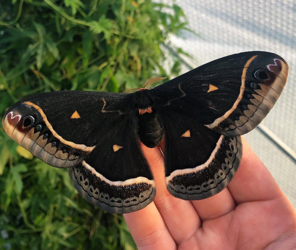 Live butterflies and moths for sale online UK. Buy eggs, caterpillars, pupae, and cocoons. Watch the lifecycle unfold with insects to rear at home!