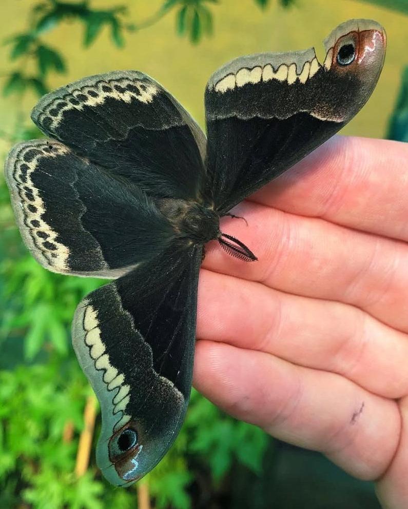 Live butterflies and moths for sale online UK. Order eggs, caterpillars, pupae, and cocoons. Watch the lifecycle unfold with insects to rear at home!