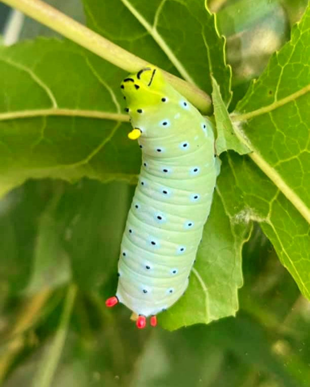 Live butterflies and moths for sale online UK. Order eggs, caterpillars, pupae, and cocoons. Watch the lifecycle unfold with insects to rear at home!